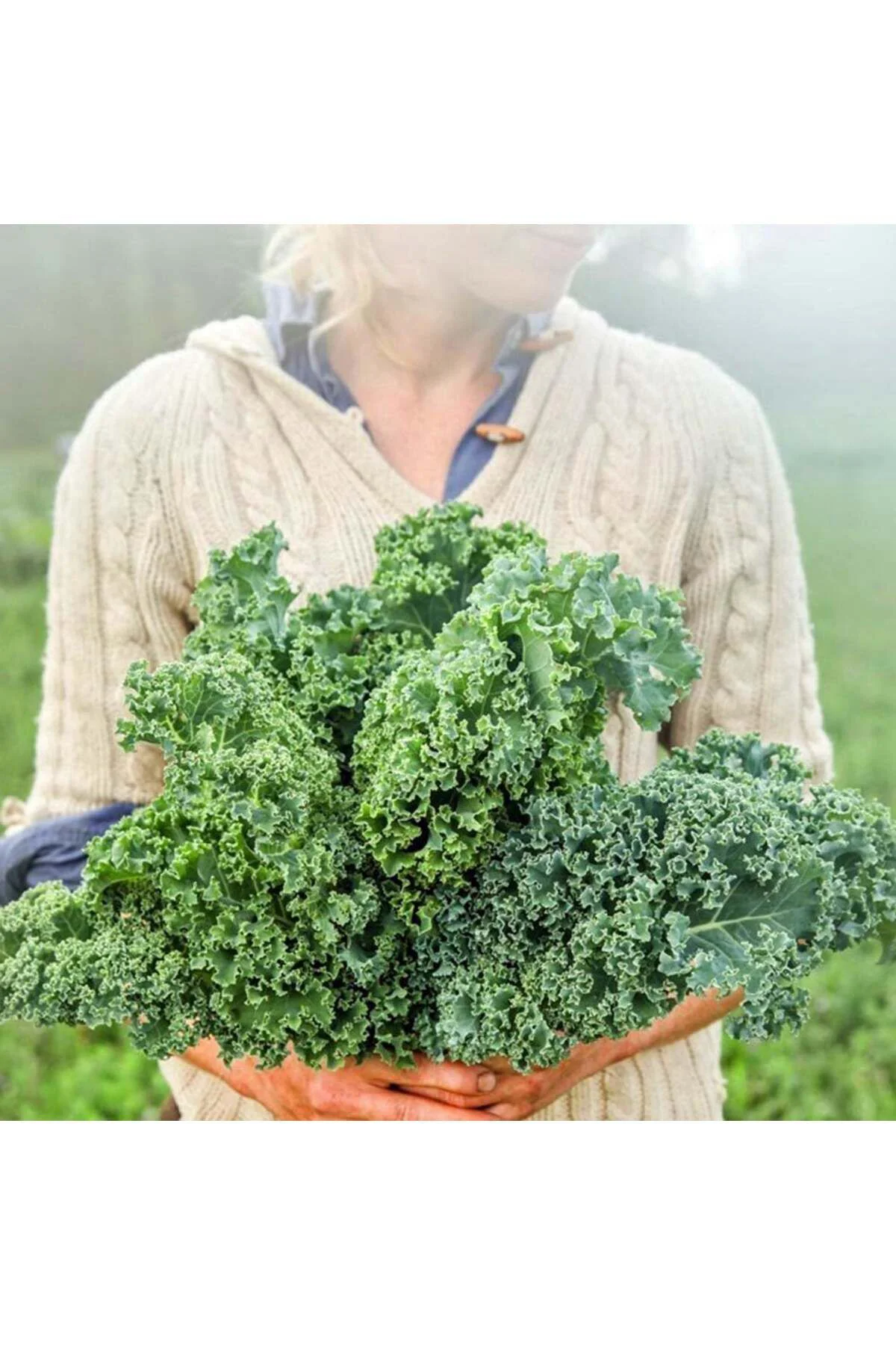 Kıvırcık bodur kale lahana tohumu dwarf curled kale vates Kıvırcık bodur kale lahana tohumu dwarf curled kale vates