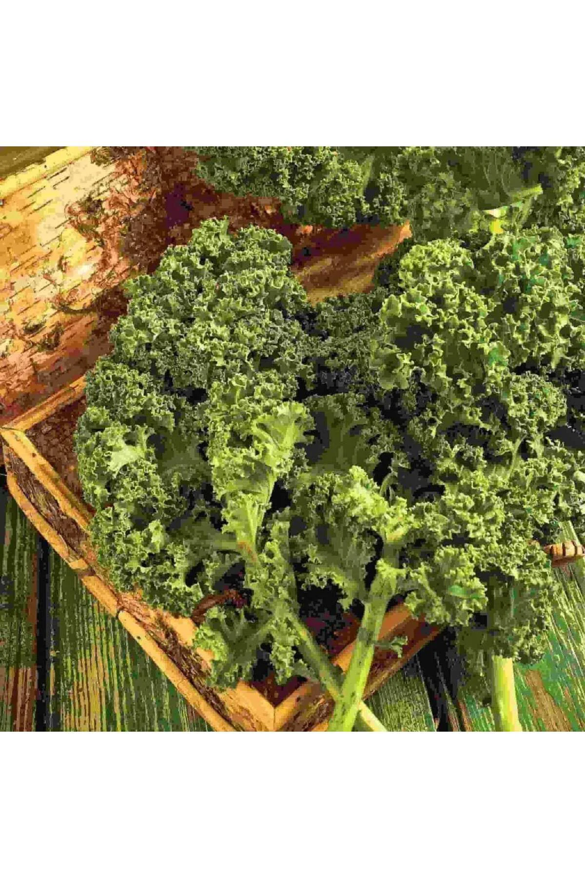 Kıvırcık bodur kale lahana tohumu dwarf curled kale vates Kıvırcık bodur kale lahana tohumu dwarf curled kale vates