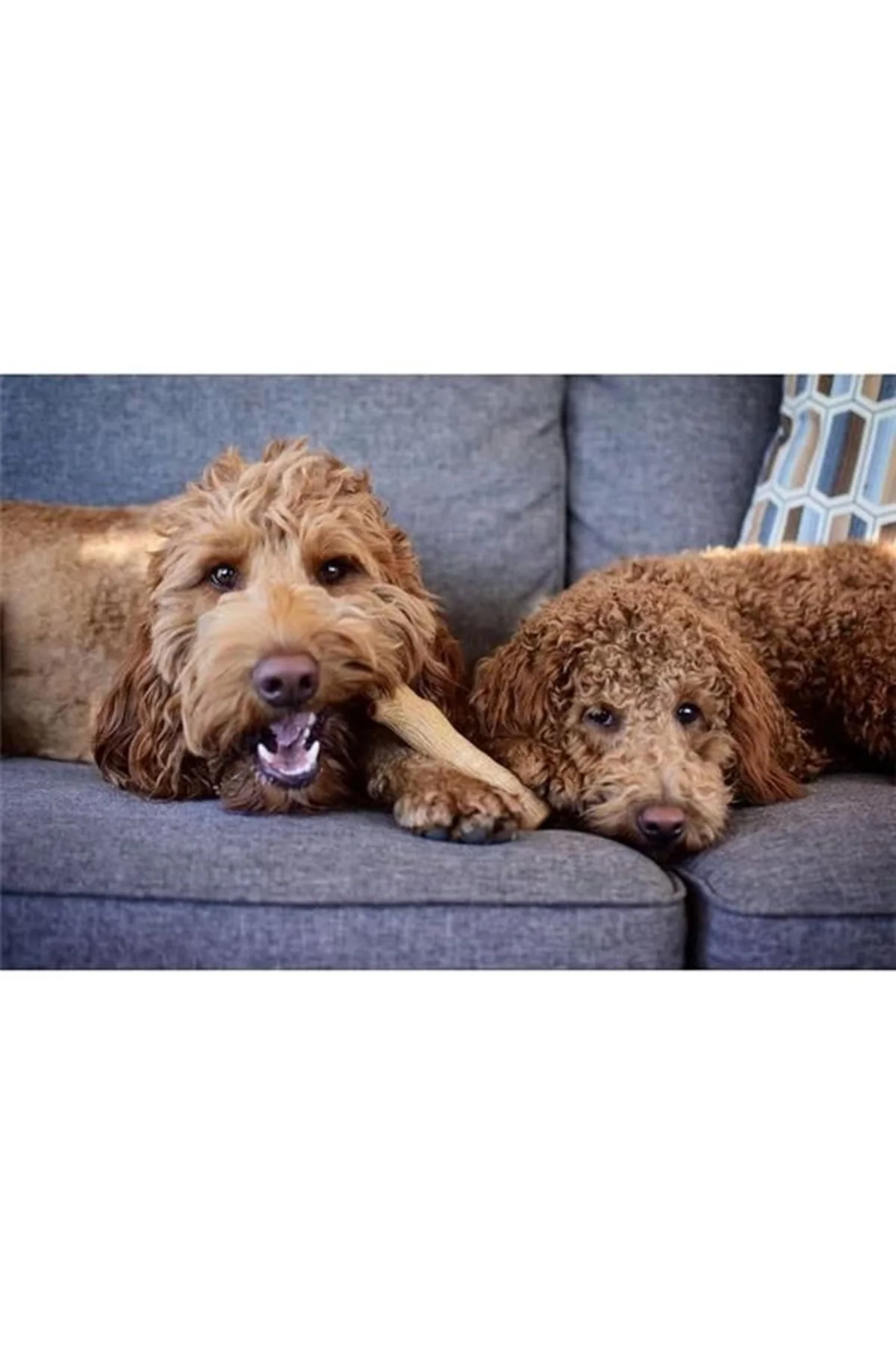 Kızılcık Ahşap Alternatif Köpek Çiğneme Oyuncağı, Küçük