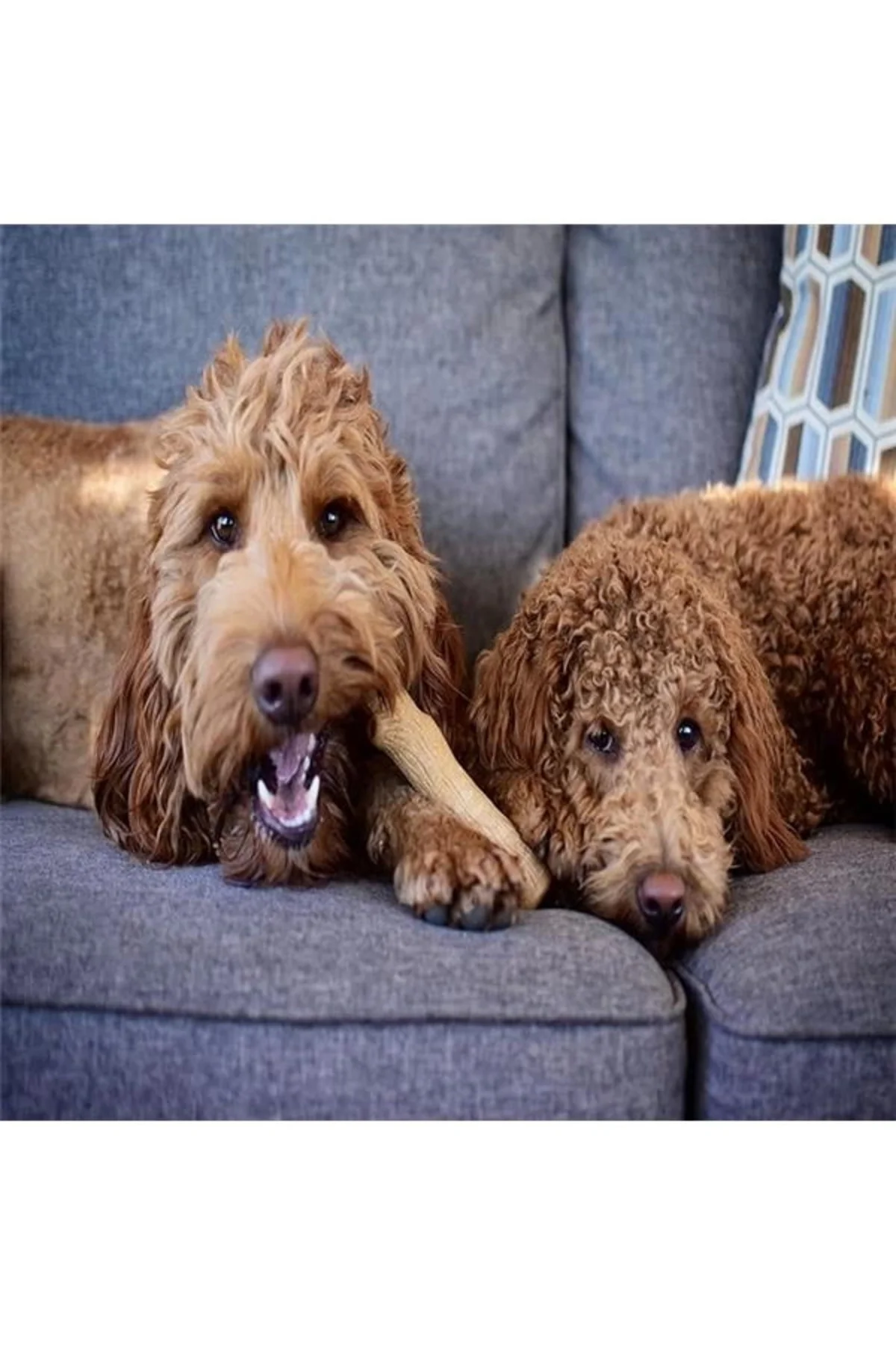 Kızılcık Ahşap Alternatif Köpek Çiğneme Oyuncağı, Küçük