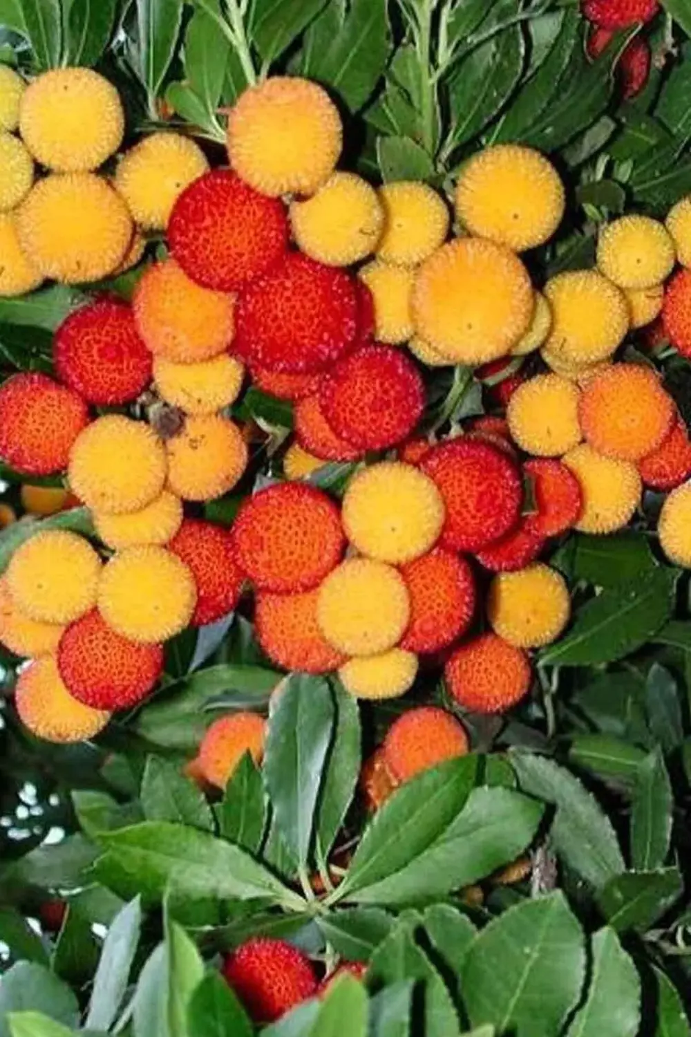 Kocayemiş ( Dağ Çileği ) Fidanı Saksılı 20 - 30 Cm