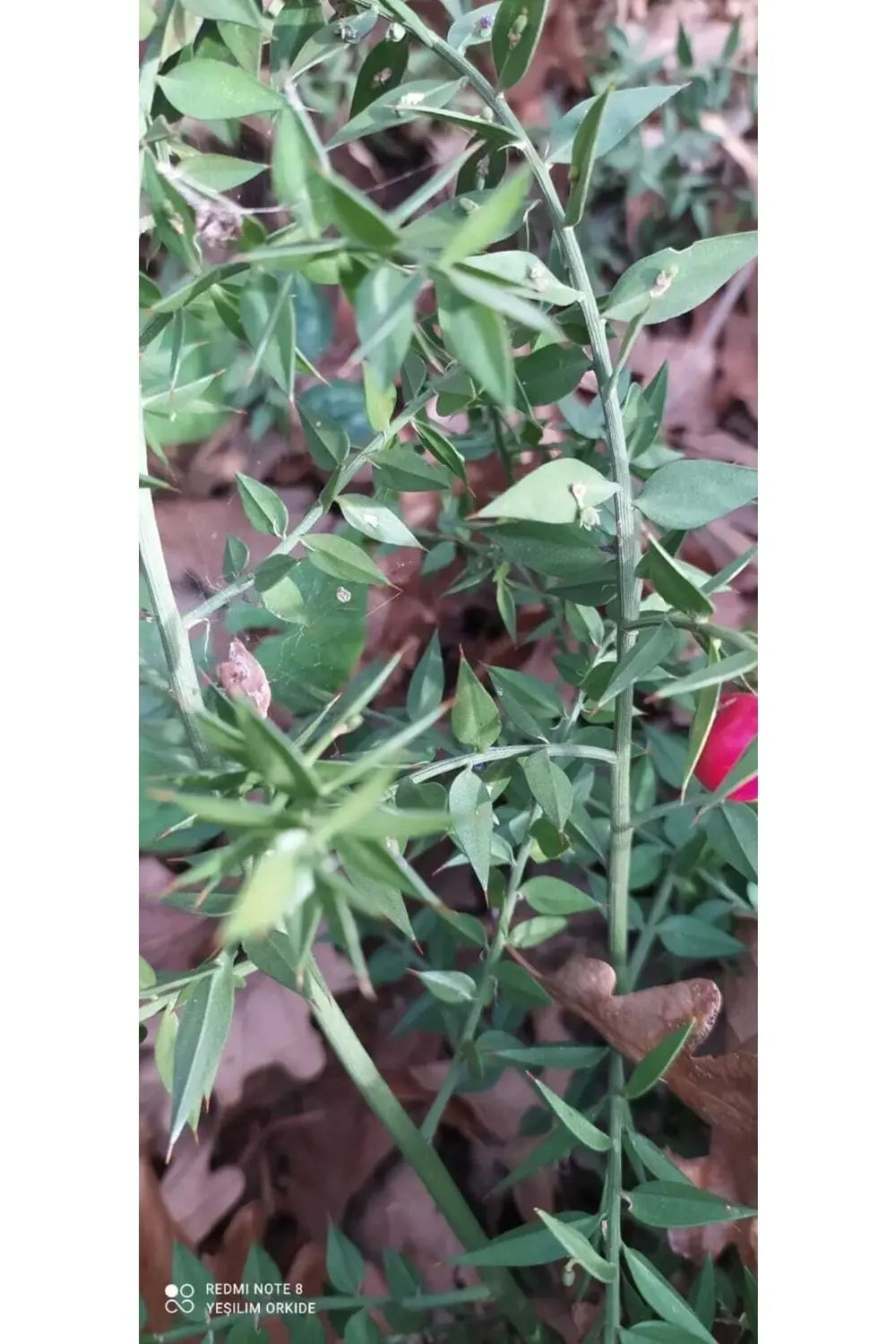 Kokina Çiçeği 5 Adet Açık Kök