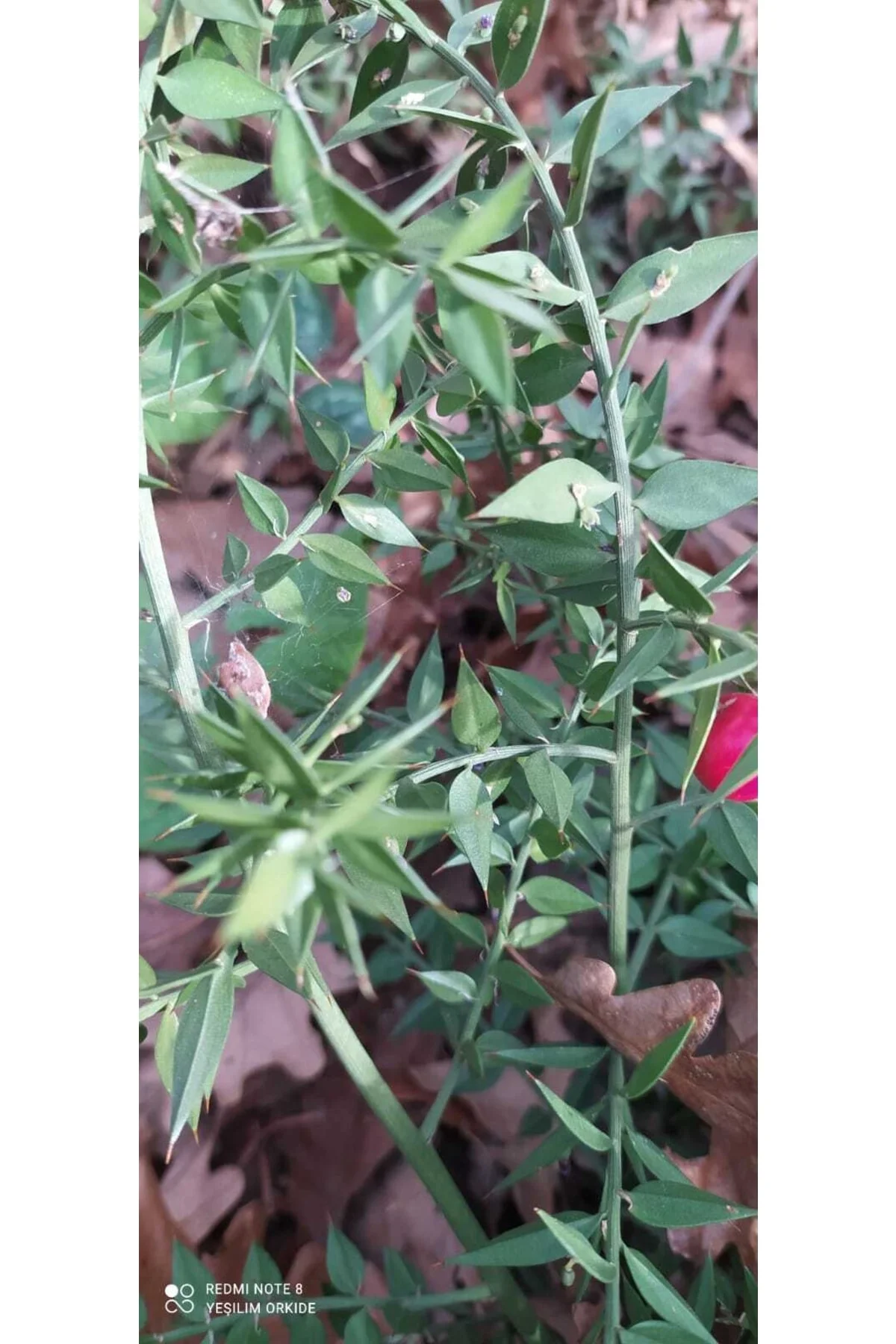 Kokina Çiçeği 5 Adet Açık Kök Kokina Çiçeği 5 Adet Açık Kök
