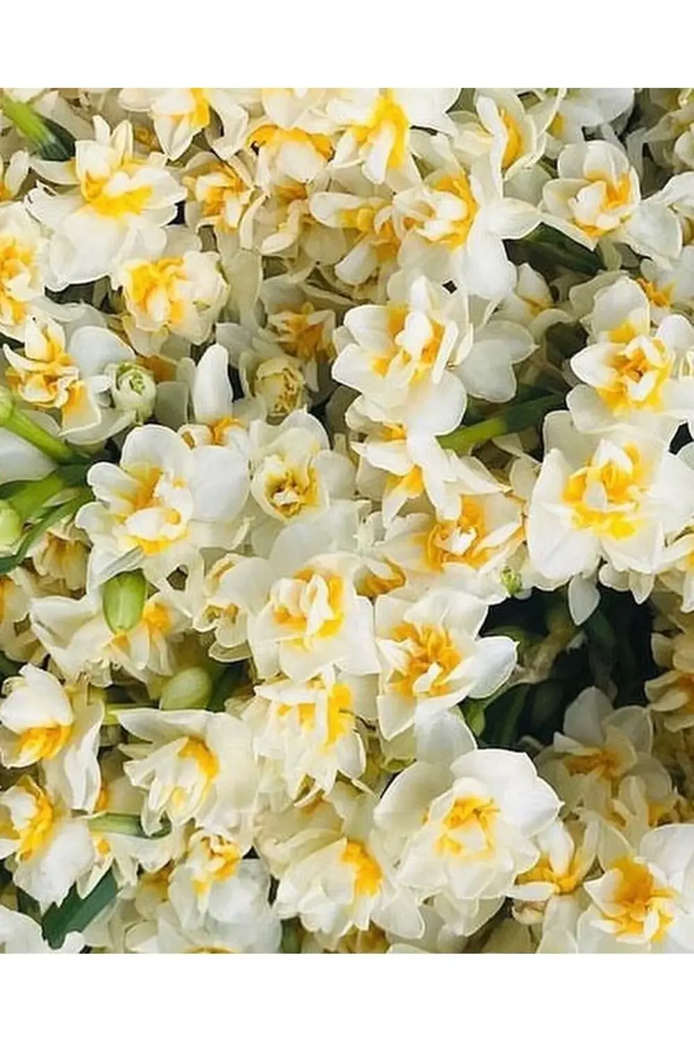 Kokulu Katmerli Nergis Çiçeği Soğanı-10 Adet