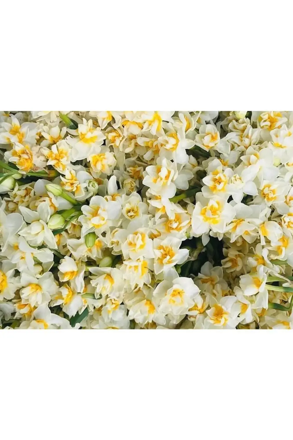 Kokulu Katmerli Nergis Çiçeği Soğanı-4 Adet