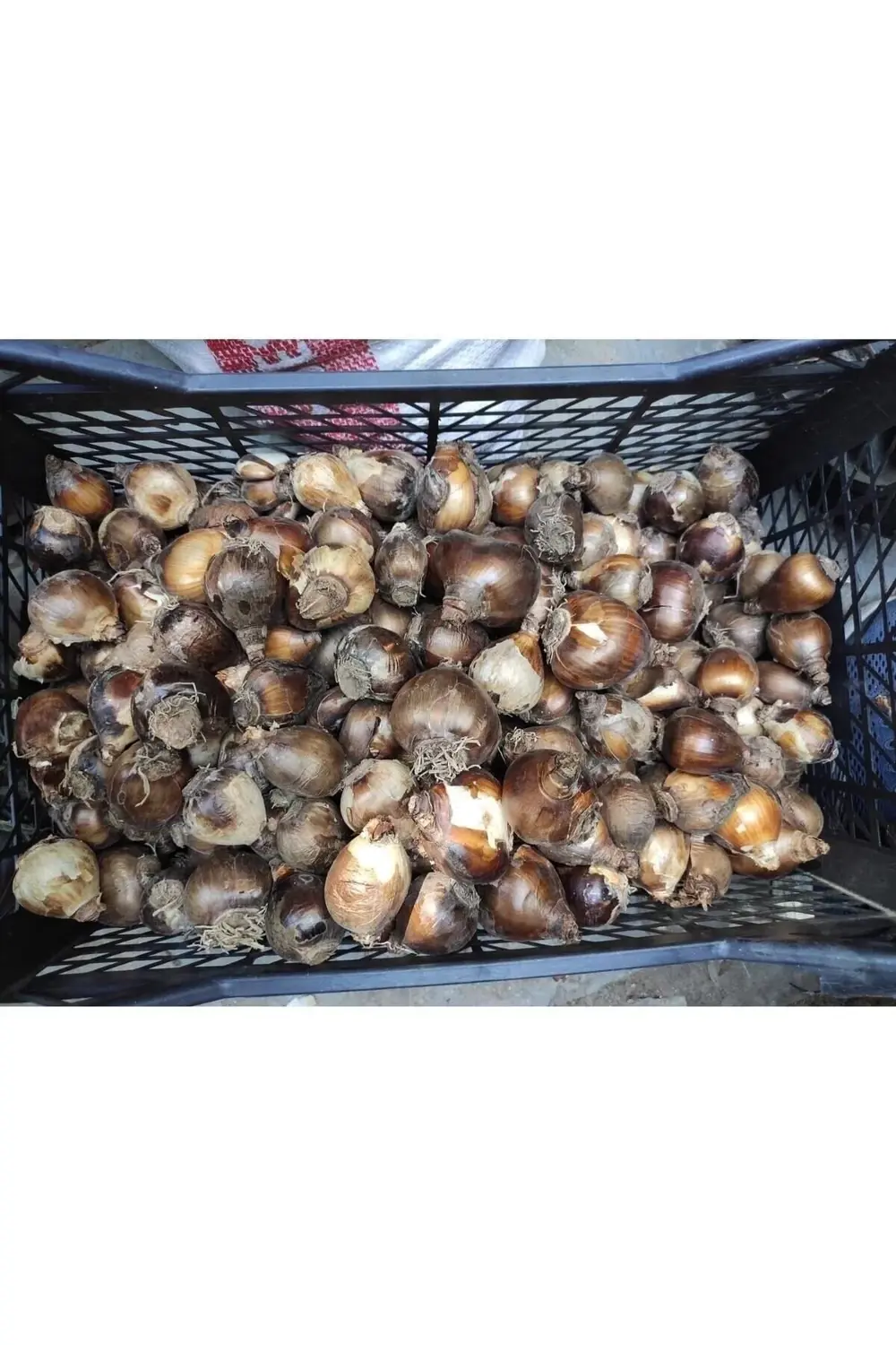 Kokulu Katmerli Nergis Çiçeği Soğanı-4 Adet