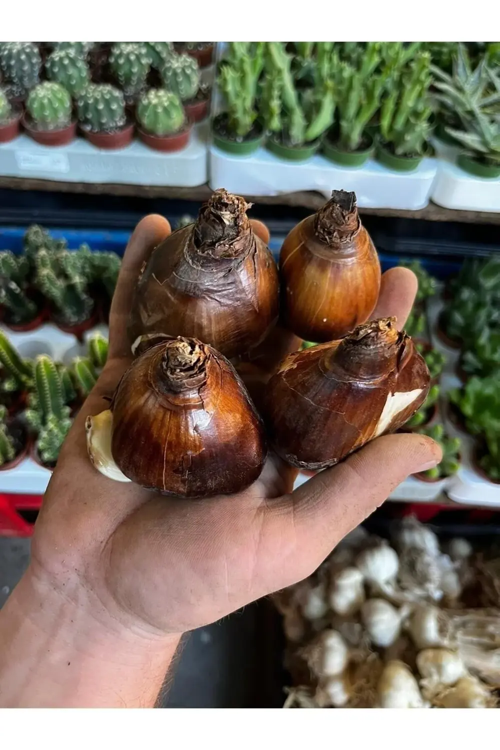 Kokulu Katmerli Nergis Çiçeği Soğanı-4 Adet