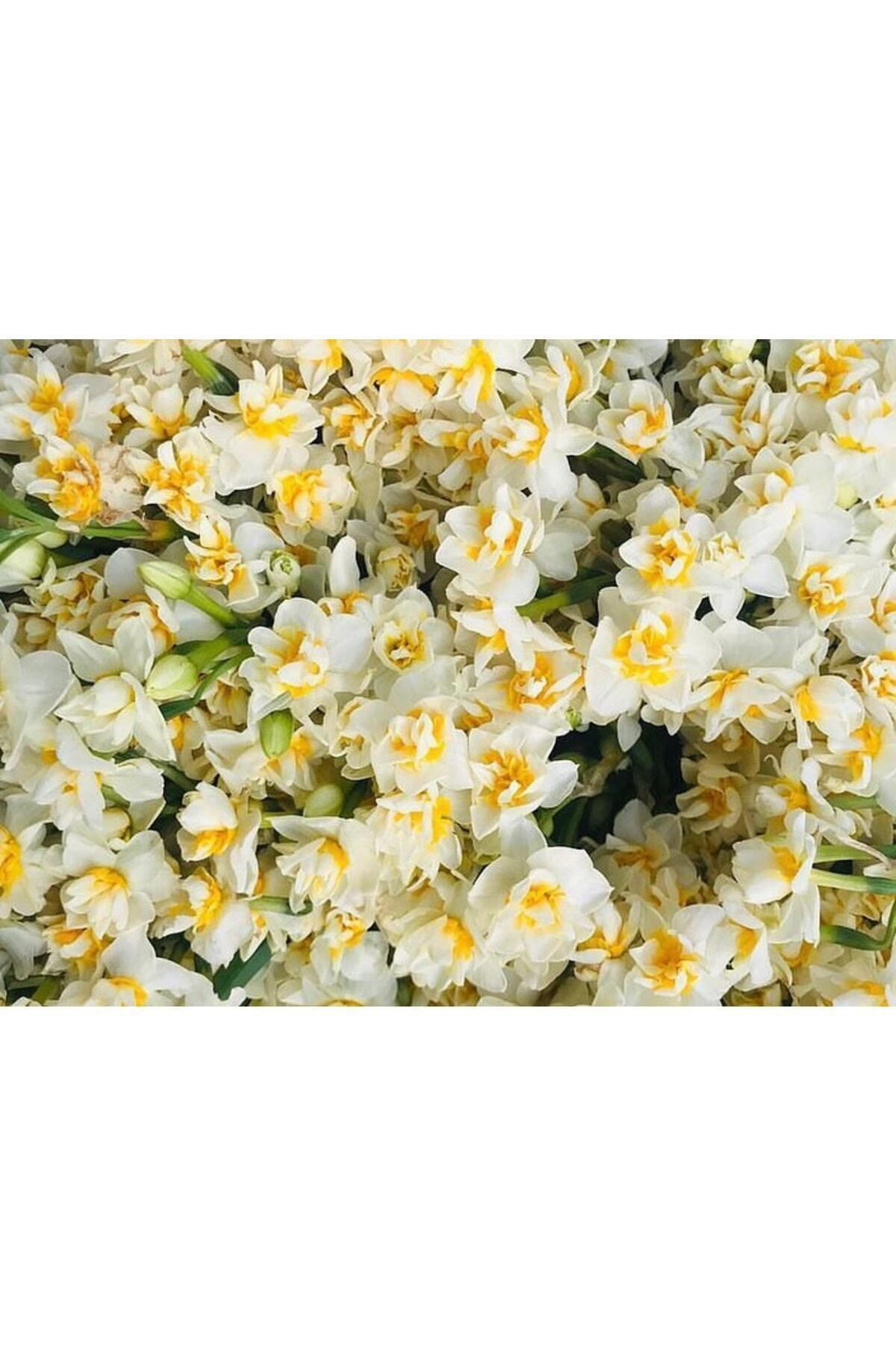 Aytun Çiçekçilik Kokulu Katmerli Nergis Çiçeği Soğanı-4 Adet