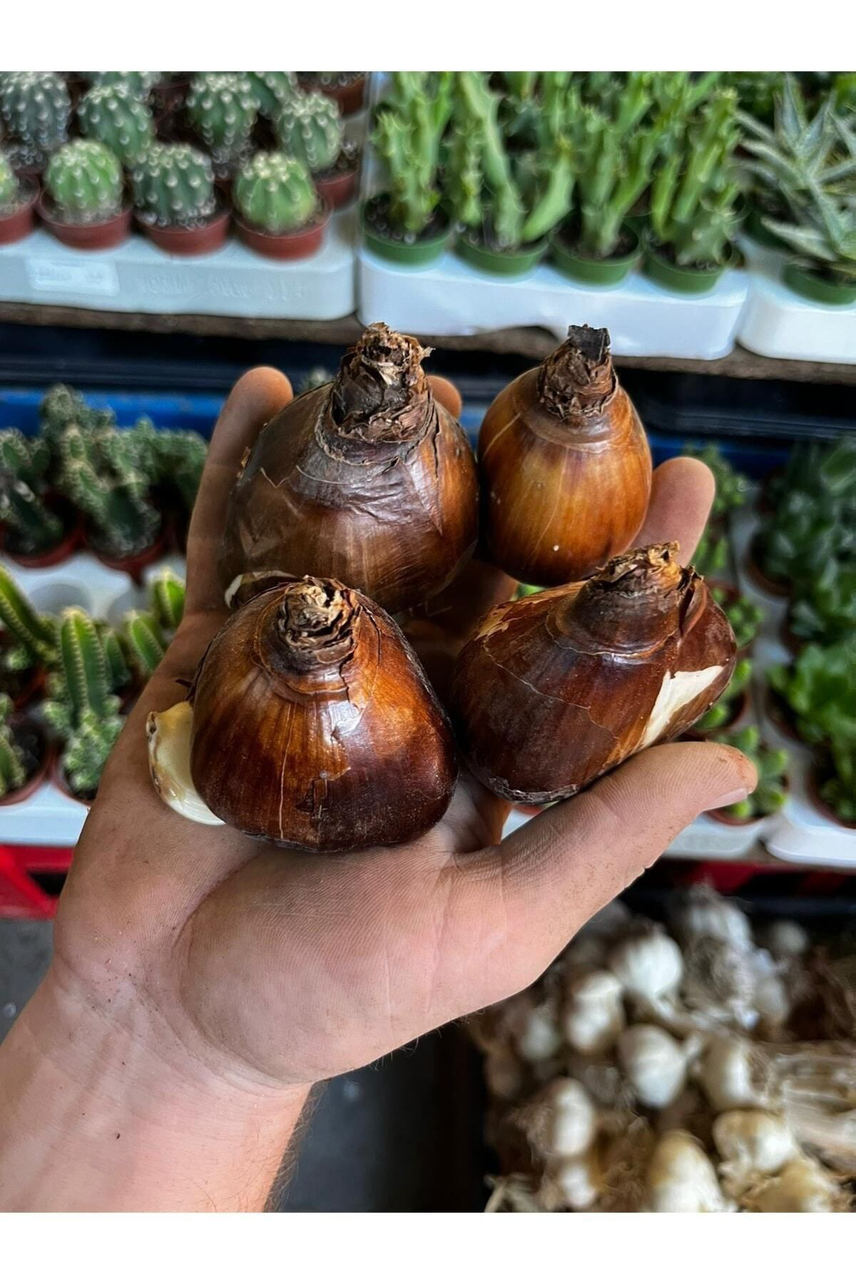 Aytun Çiçekçilik Kokulu Katmerli Nergis Çiçeği Soğanı-4 Adet