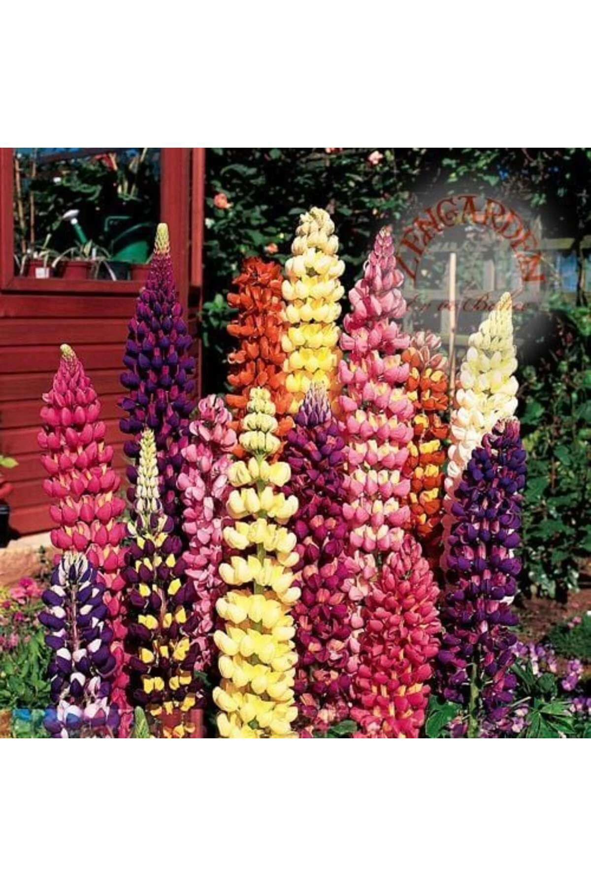 Kokulu lupin tohumu renkli karışım lupine russell strain Fiyatı, Yorumları ve Özellikleri
