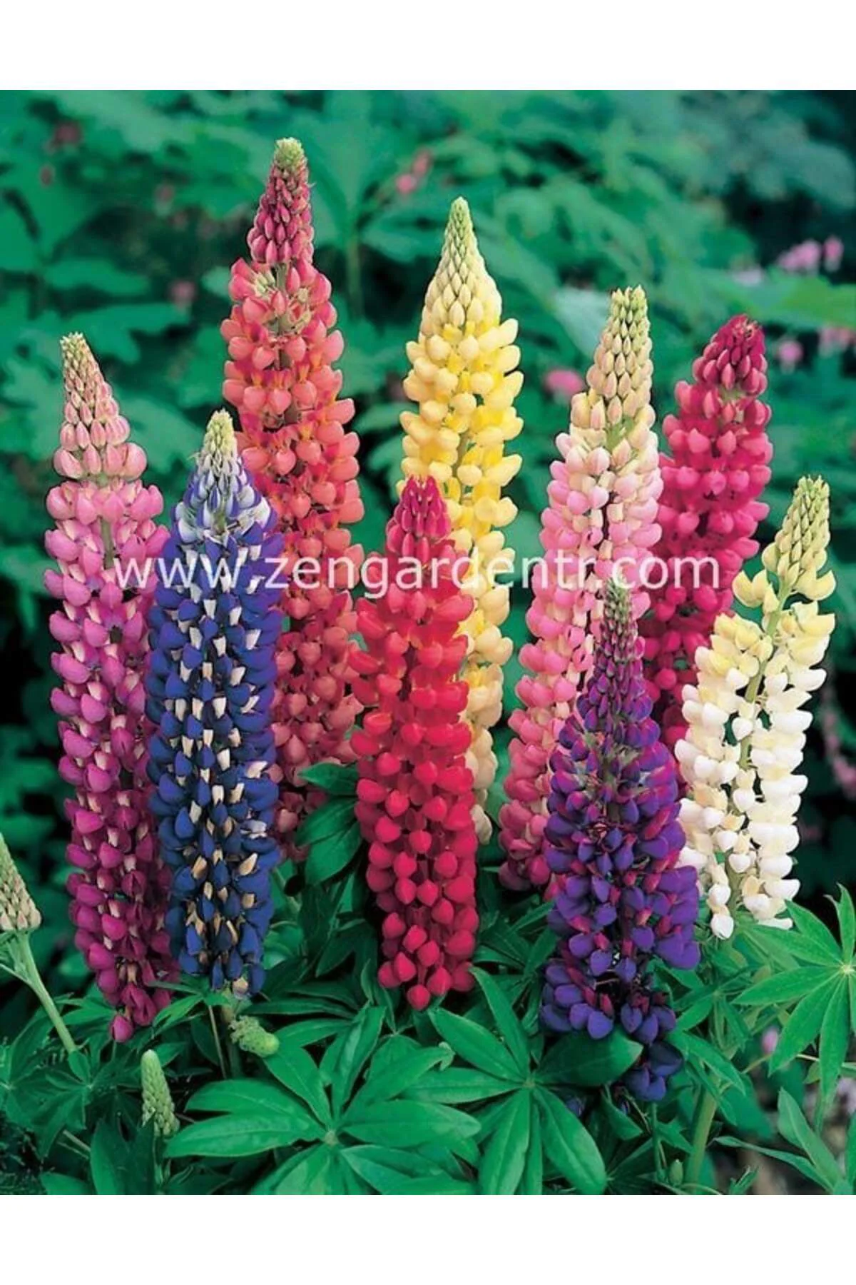 Kokulu lupin tohumu renkli karışım lupine russell strain Fiyatı, Yorumları ve Özellikleri