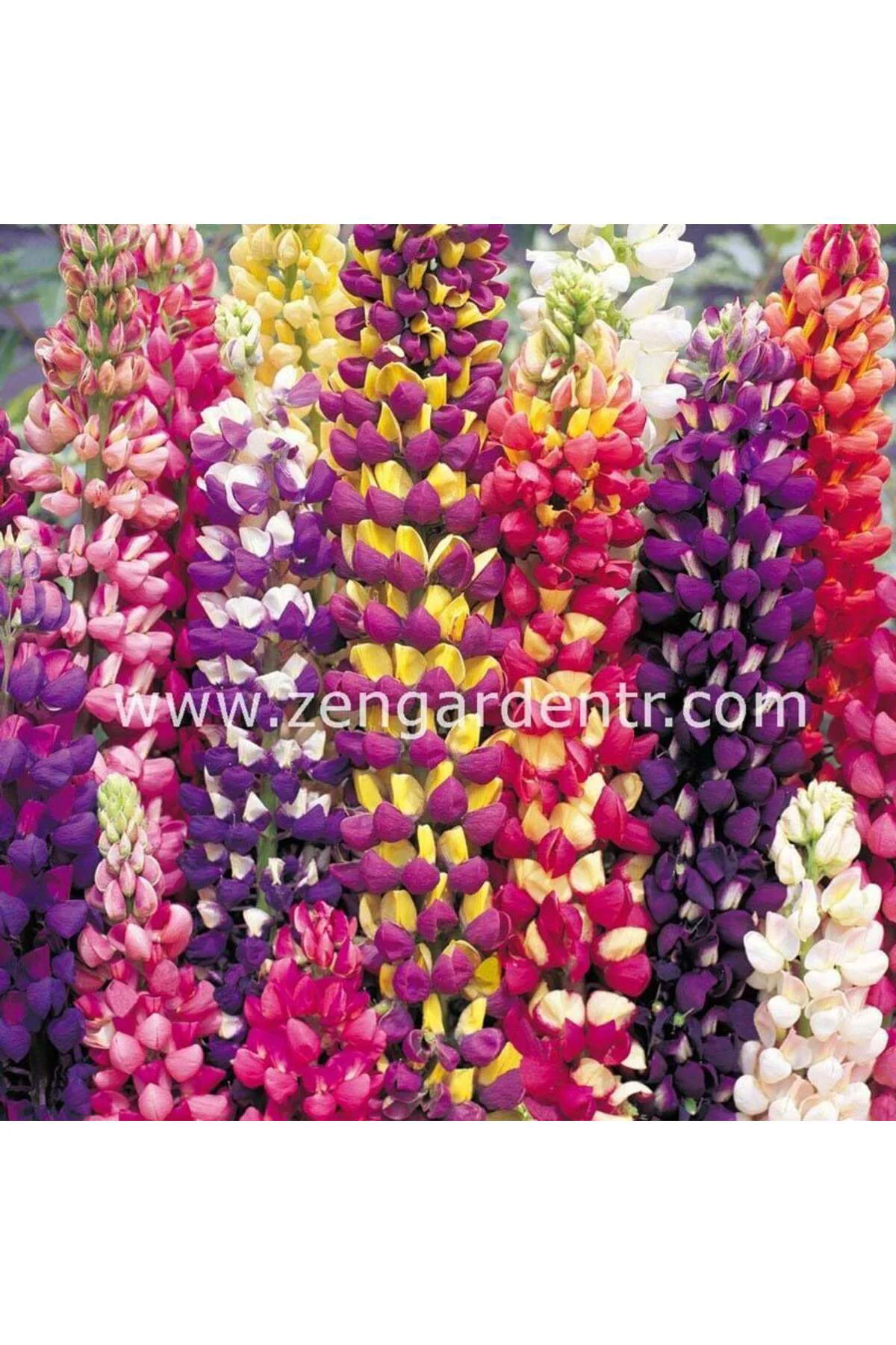 Kokulu lupin tohumu renkli karışım lupine russell strain Fiyatı, Yorumları ve Özellikleri