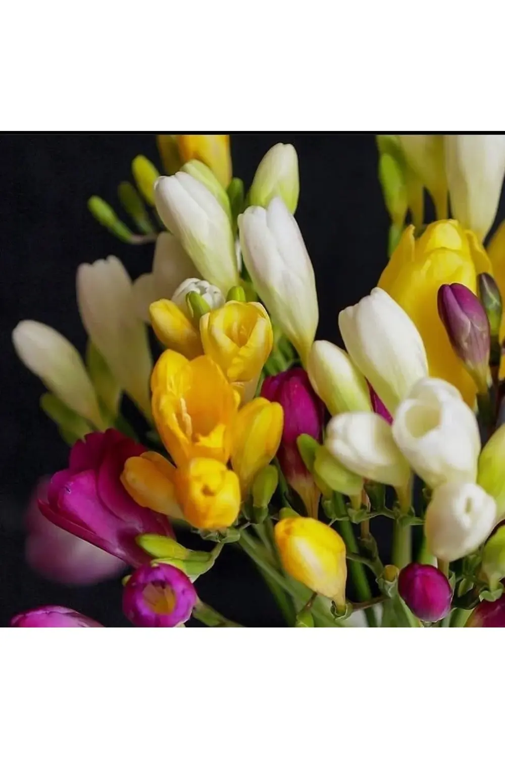 Kokulu35 Adet Frezya Soğanı Karışık Renk