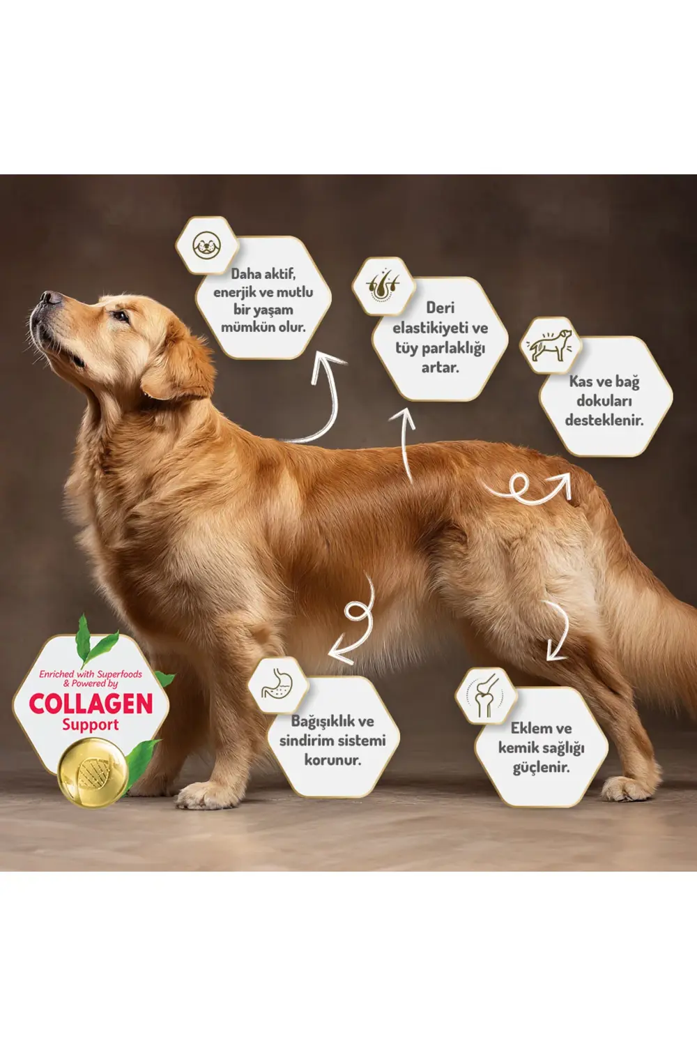 Kolajen Destekli Hipoalerjenik Somonlu Yetişkin Küçük Irk Köpek M