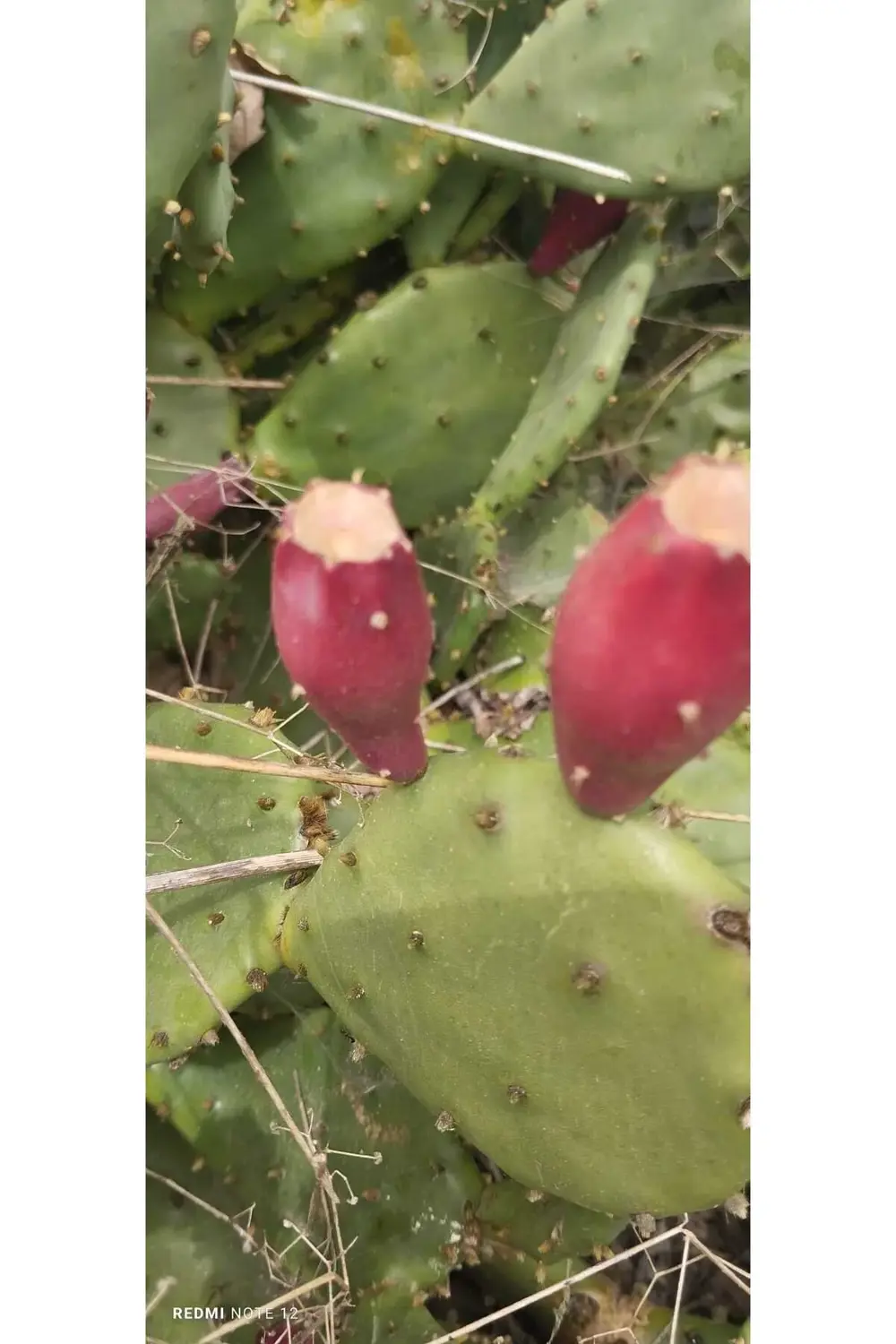 Koleksiyonluk Nadir Frenk İnciri Dikensiz(Çok Az Dikenli) İncir F