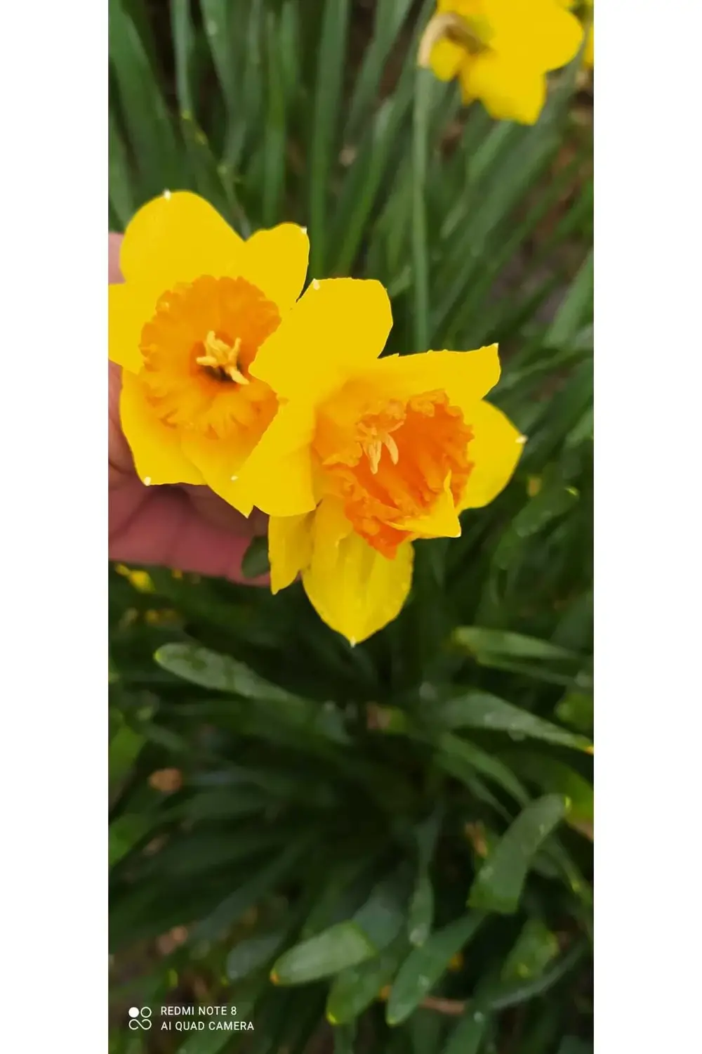 Koleksiyonluk Nadir Frenk İnciri Dikensiz(Çok Az Dikenli) İncir F