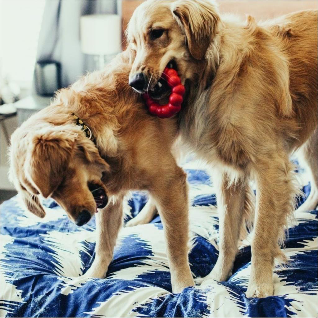 Kong Ring Köpekler için Yüzük Şeklinde Çok Amaçlı Isırma Oyuncağı