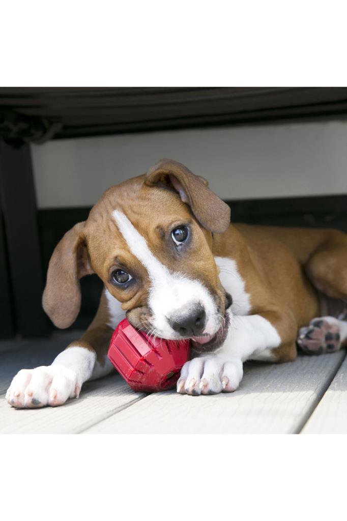 Kong Stuff-A-Ball Çok Amaçlı Köpek Oyuncağı Small