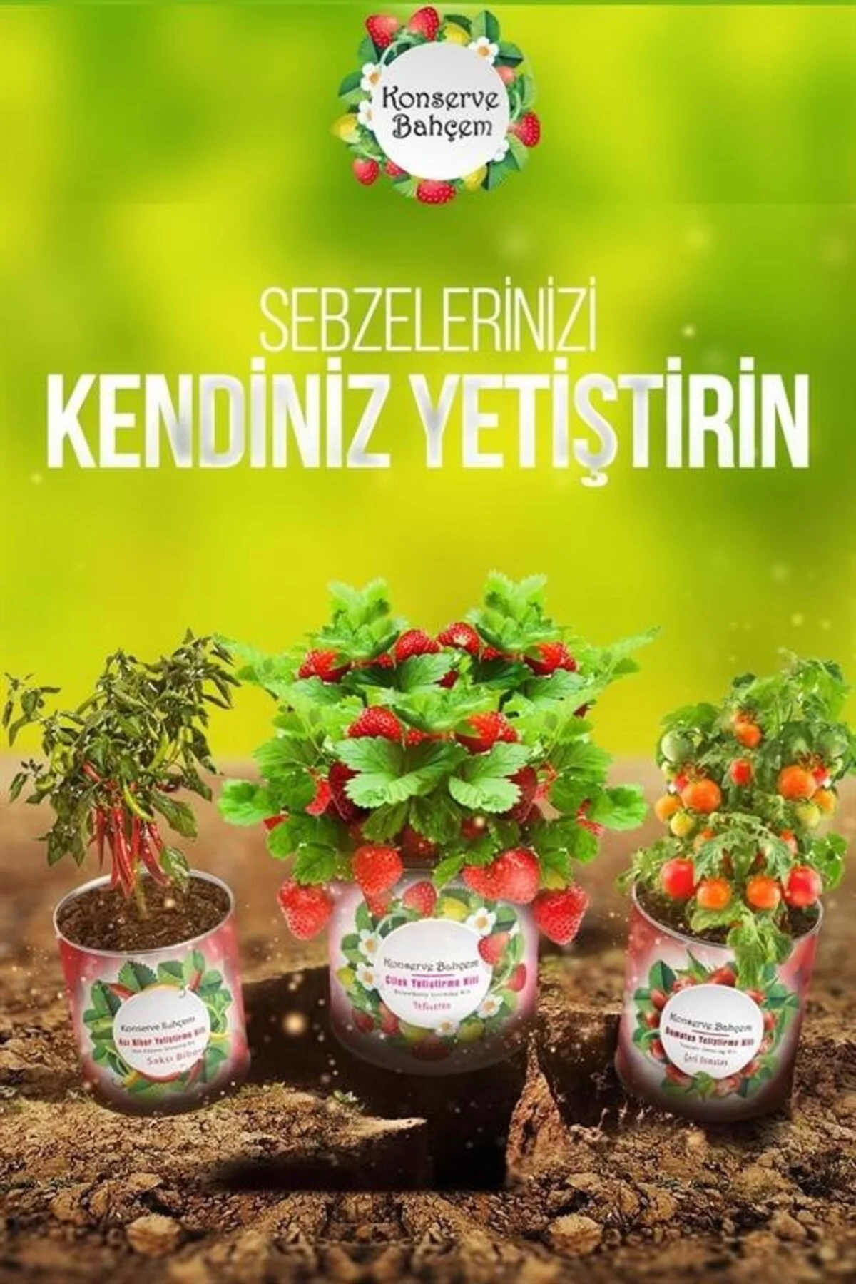 Konserve Bahçem Evde Konservede İri Yapraklı Kıvırcık Yetiştirme 