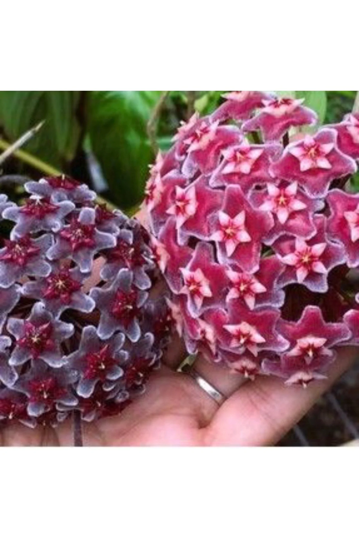 Koyu Pembe ve Kara Çiçekli Mum Çiçeği Fidanları Koyu Pembe ve Kara Çiçekli Mum Çiçeği Fidanları
