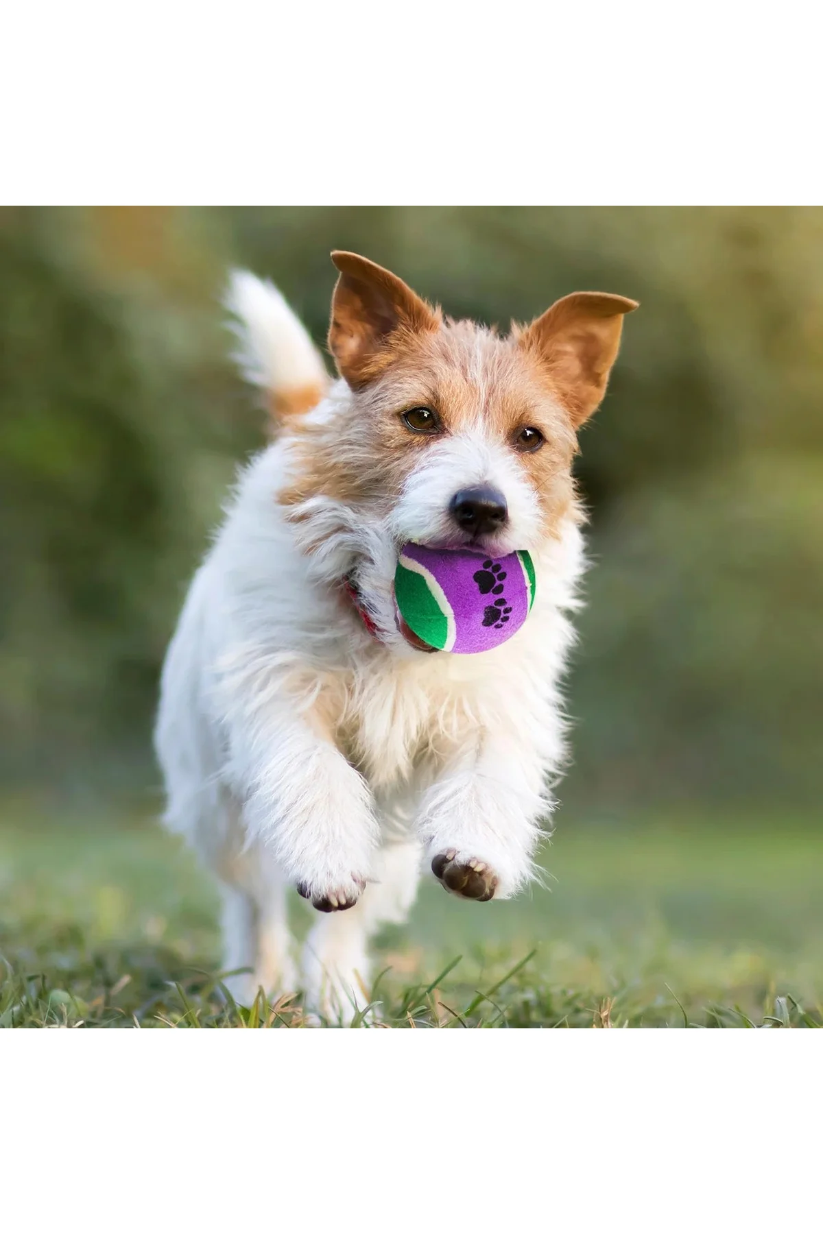 KP Köpek Oyuncak Tenis Topu Sert 3’lü 6 cm – Dalı Köpek Topu