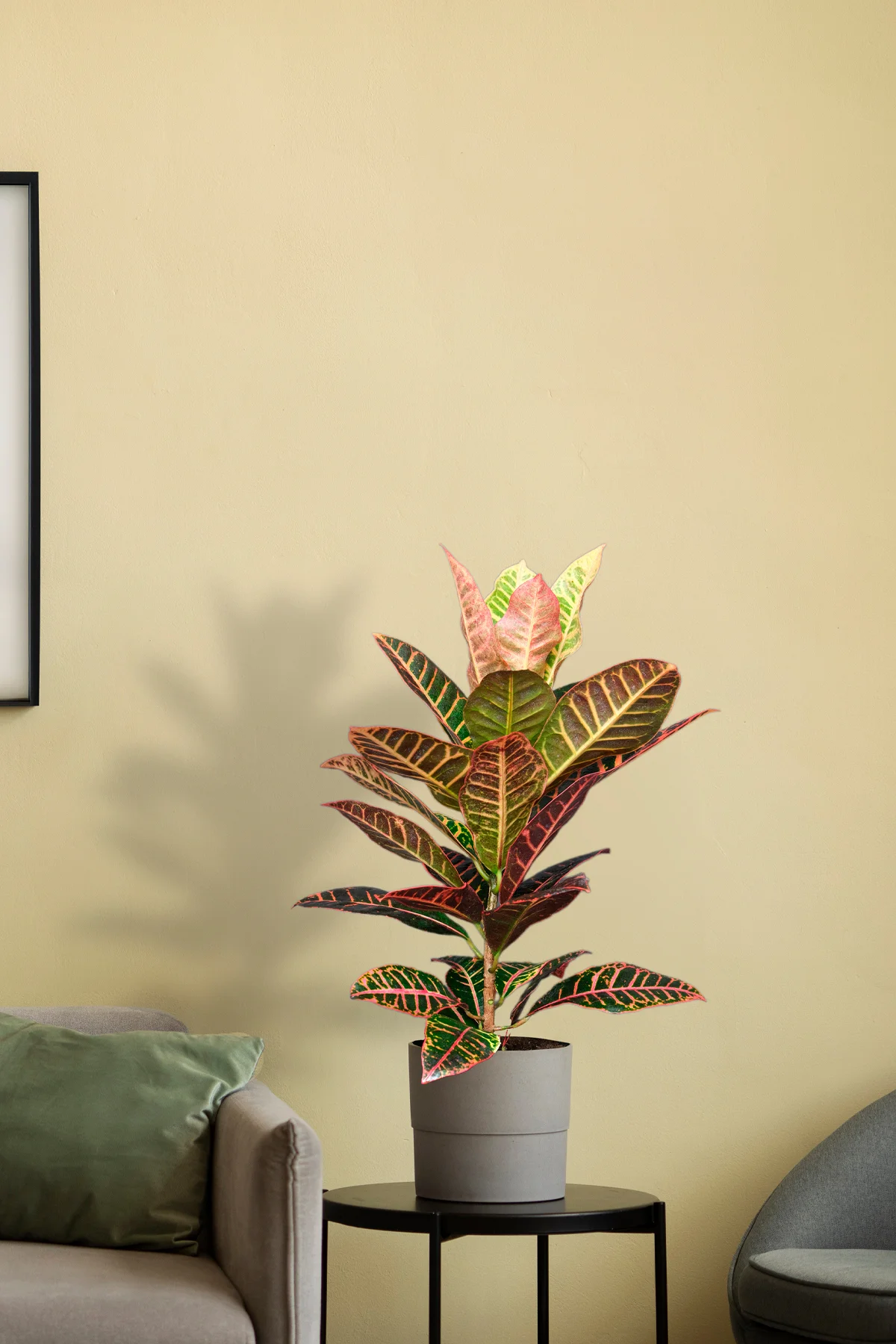 Kraton Bitkisi - Croton Petra - 50 60 cm