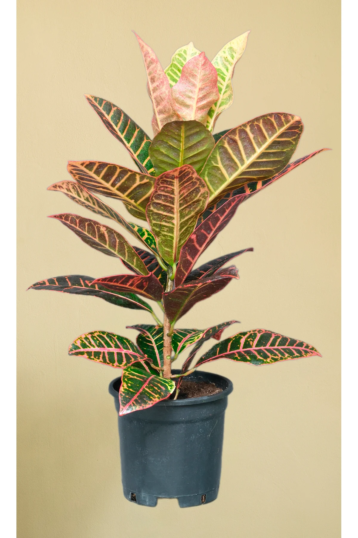 Kraton Bitkisi - Croton Petra - 50 60 cm