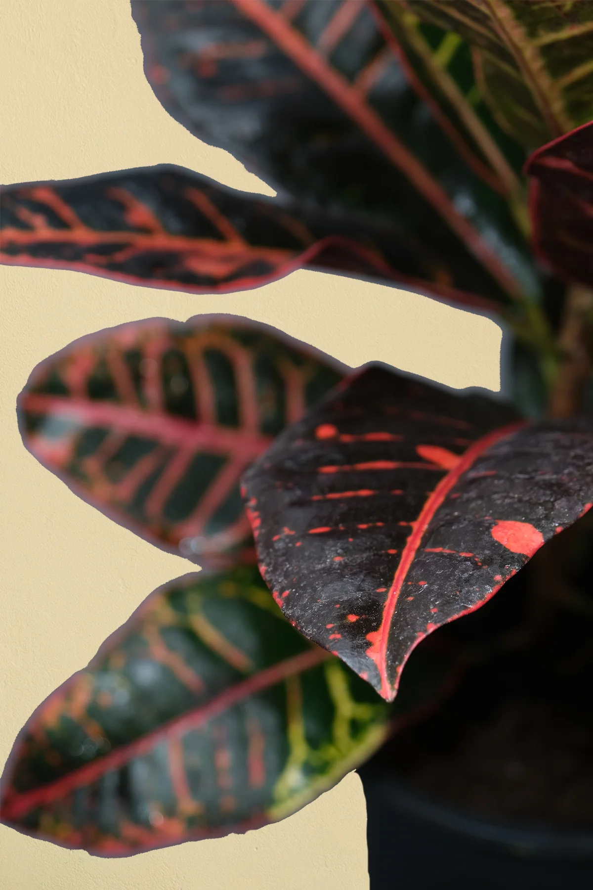 Kraton Bitkisi - Croton Petra - 50 60 cm