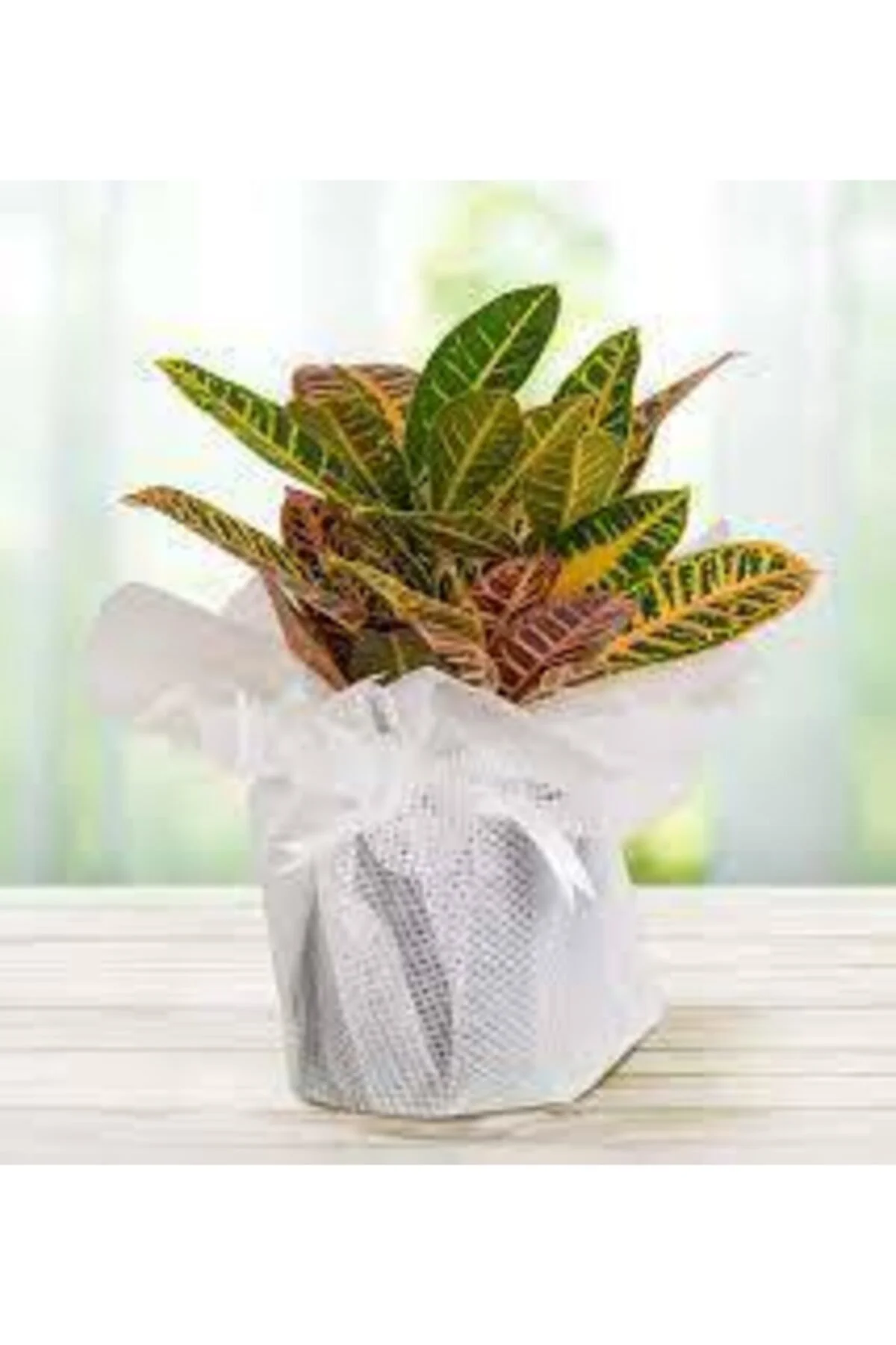 Kraton Bitkisi Croton Petra 45-50 Cm - Görsel 2