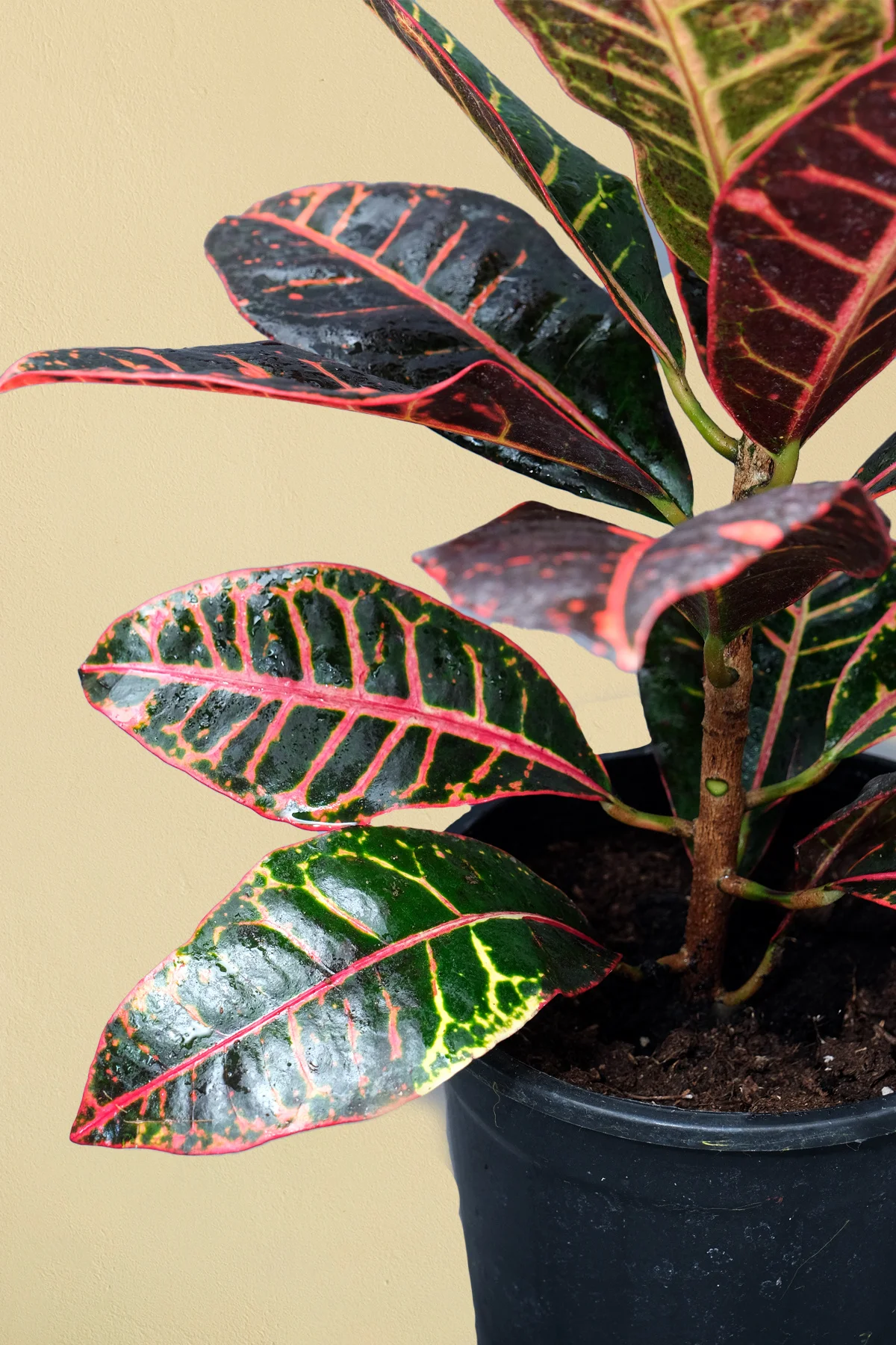 Kraton Bitkisi - Croton Petra - 50 60 cm Kraton Bitkisi - Croton Petra - 50 60 cm - Görsel 2