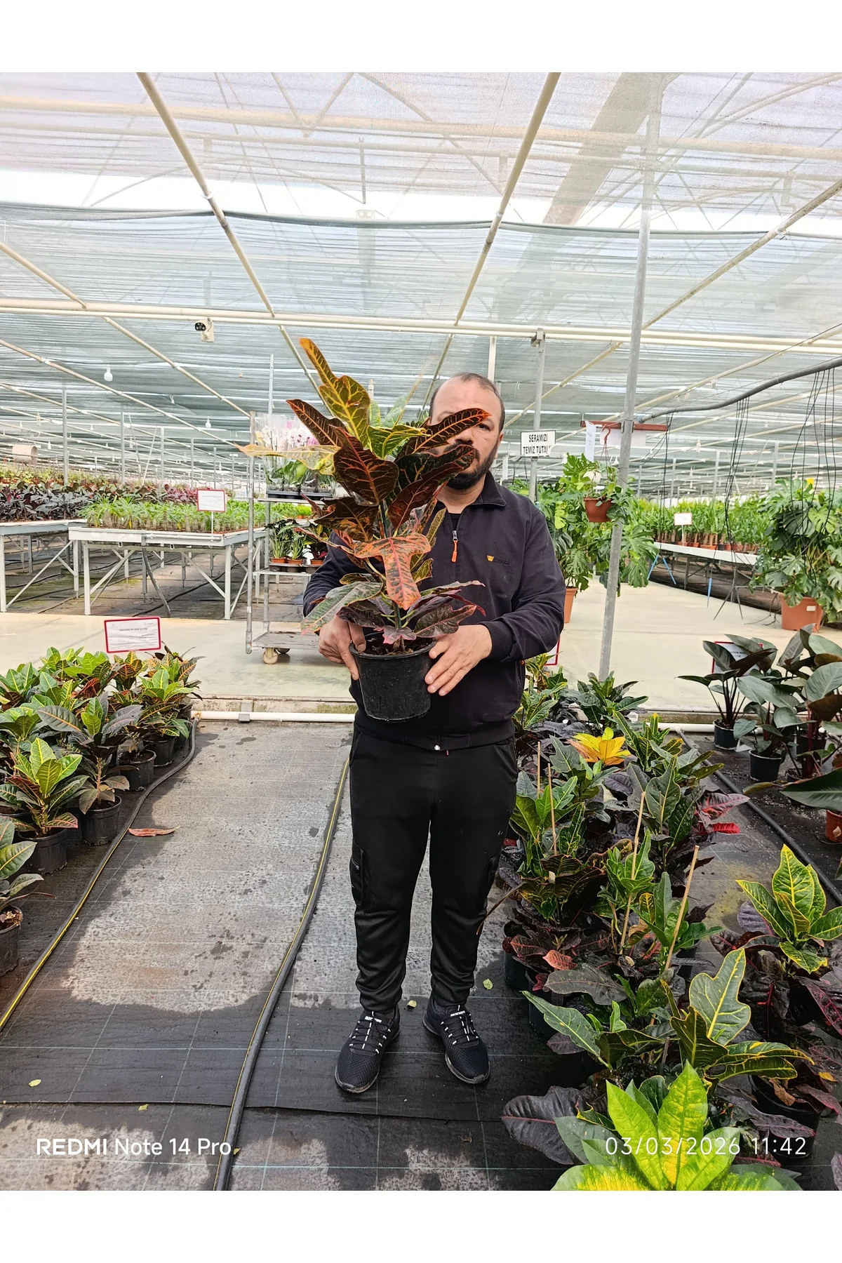 Kraton Croton Excellent 17 cm Saksılı Renkli Yapraklı Dekoratif S
