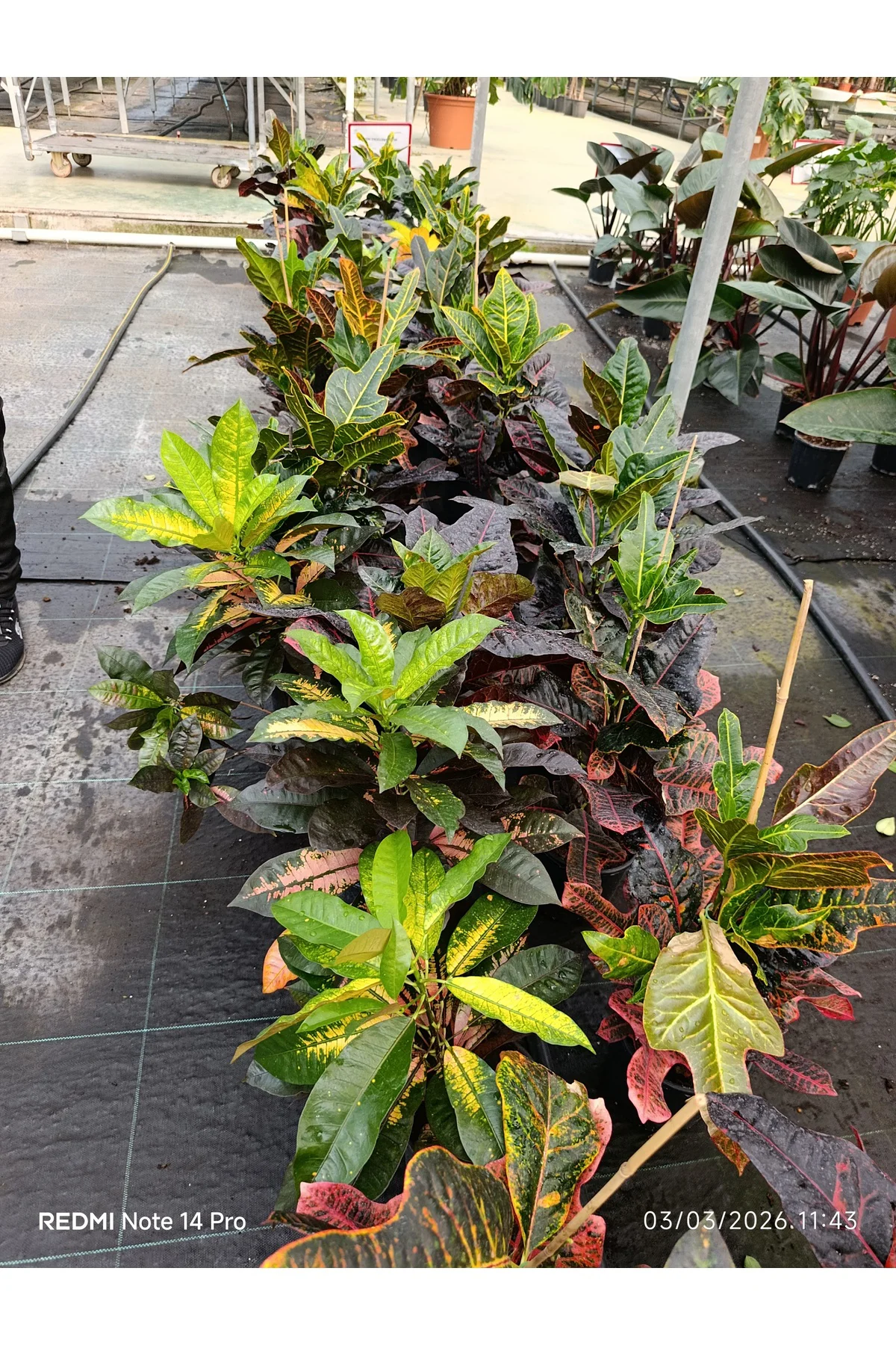 Kraton Croton Excellent 17 cm Saksılı Renkli Yapraklı Dekoratif S