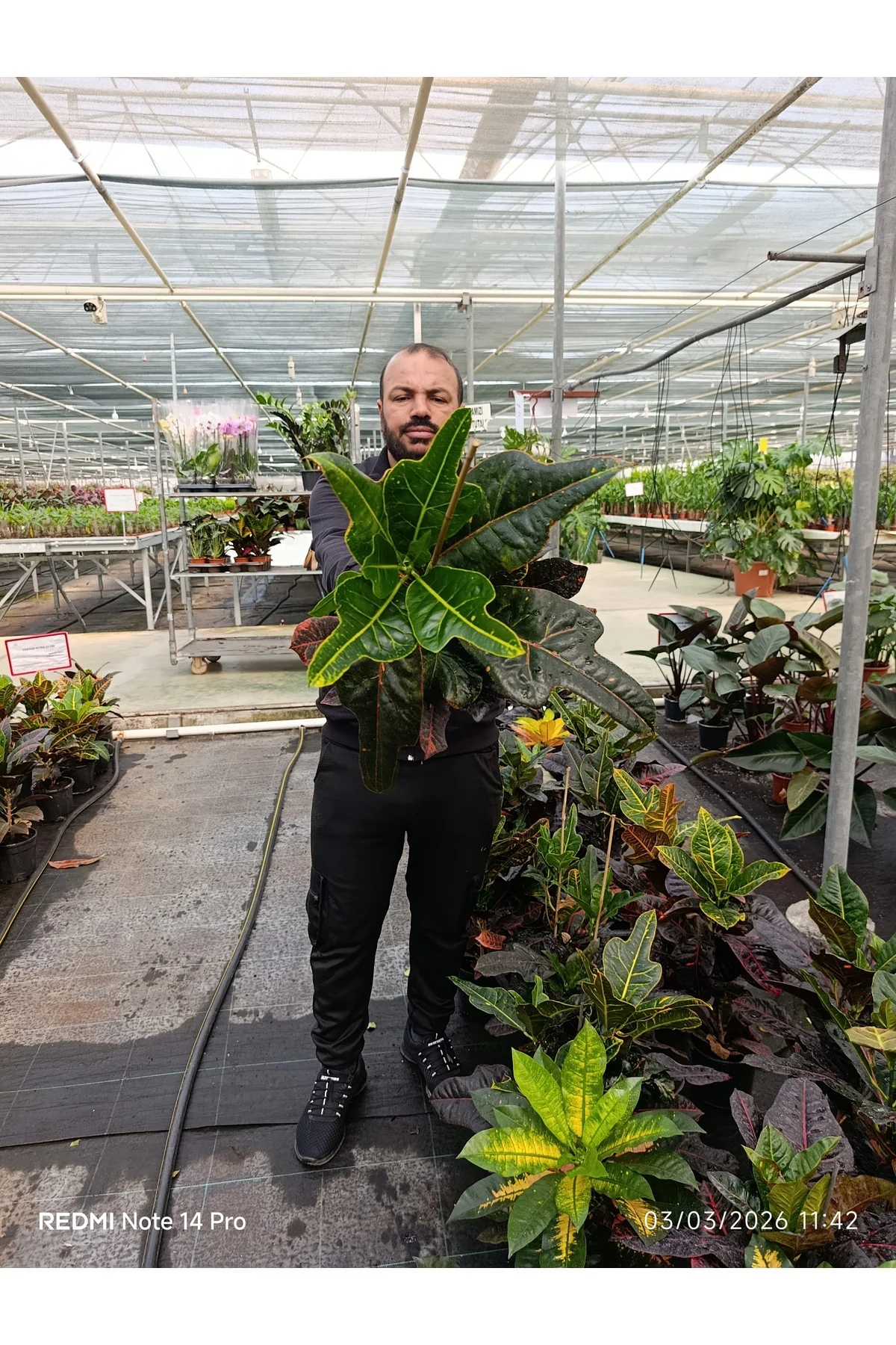 Kraton Croton Excellent 17 cm Saksılı Renkli Yapraklı Dekoratif S