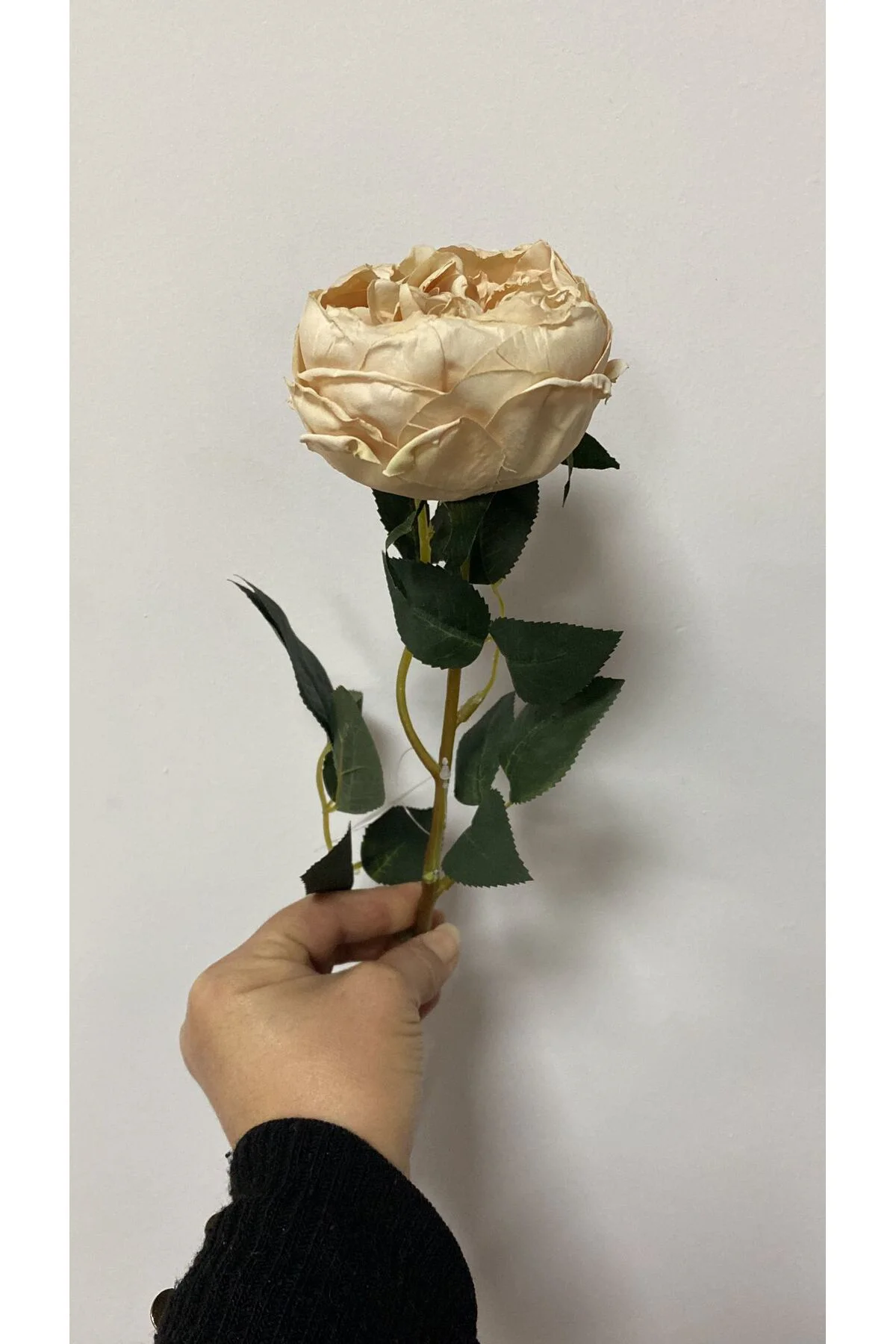 Krem Austın Gülü 60 cm