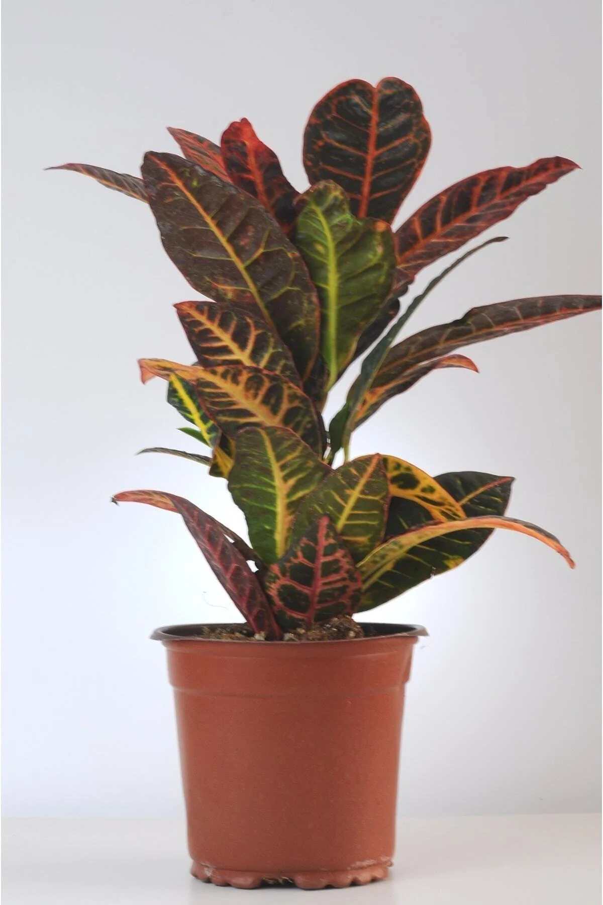 Kroton Croton Petra Ev Bitkisi Üretim Saksılı