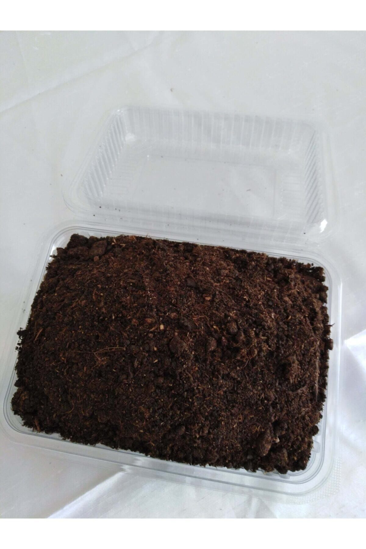 Kültür Mantarı Tohumu Ekili Kutu Ve Eğitim Kılavuzu