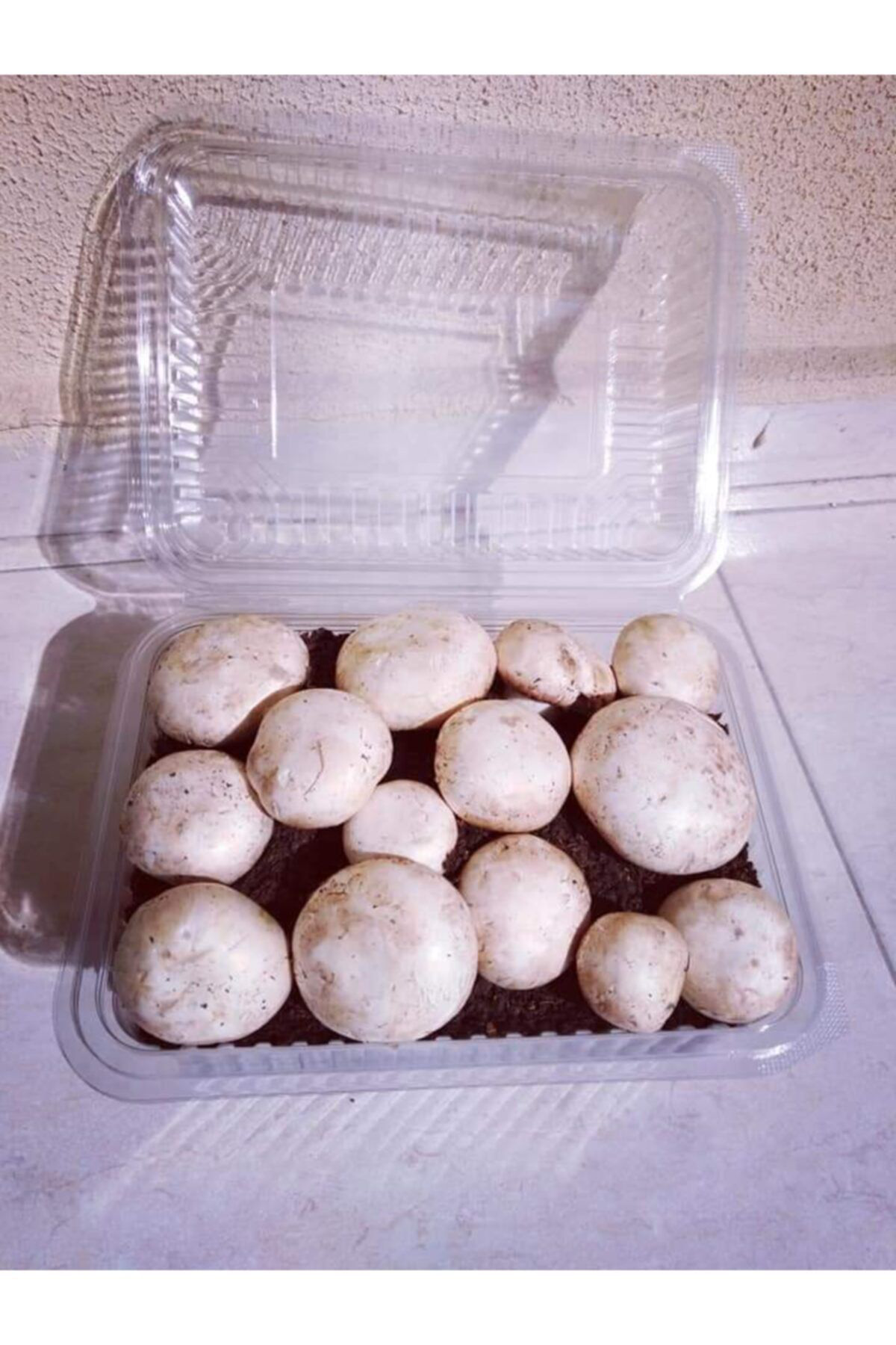 Kültür Mantarı Ekili Kutu Ve Eğitim Kılavuzu