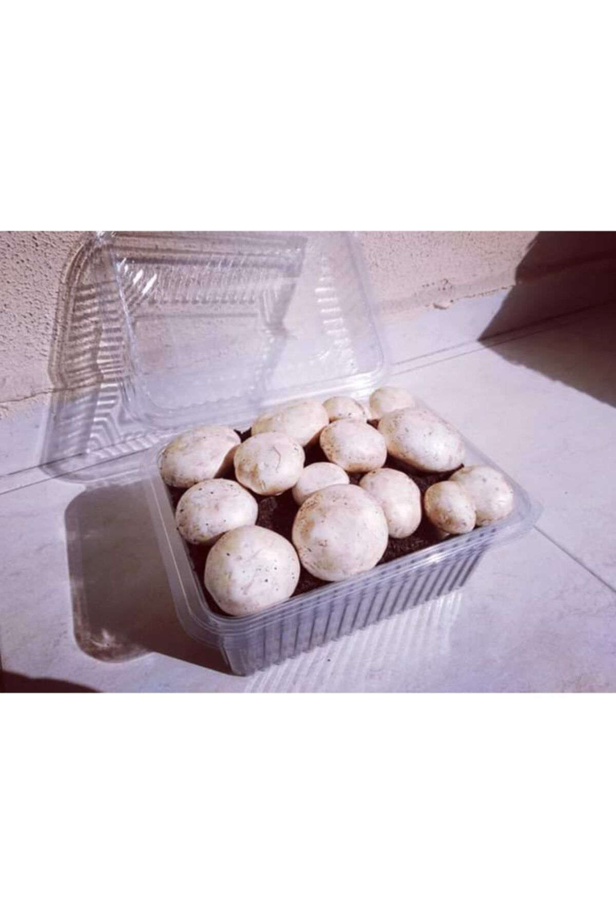 Kültür Mantarı Ekili Kutu Ve Eğitim Kılavuzu