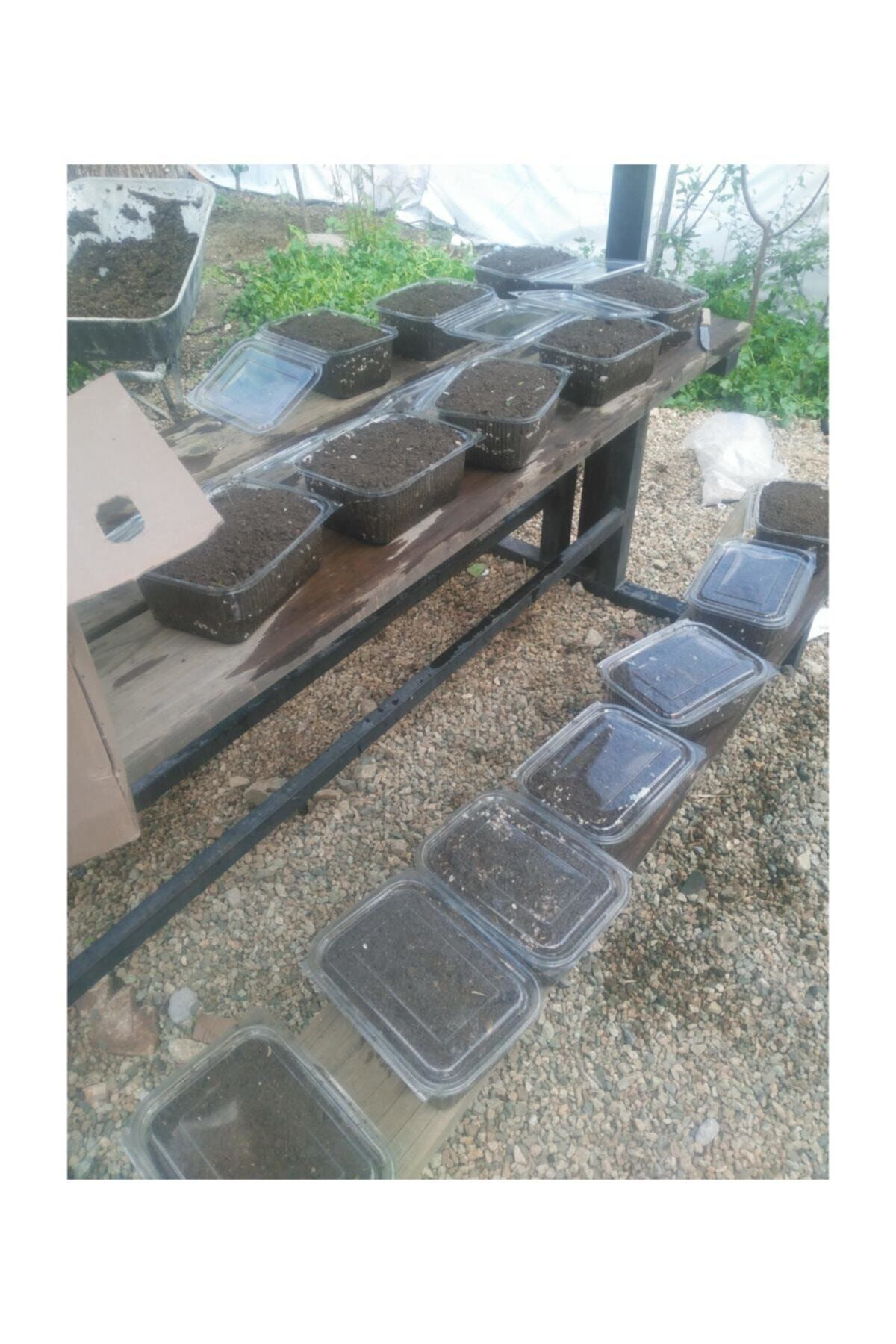 Kültür Mantarı Tohumu Ekili Deneme Hobi Kiti