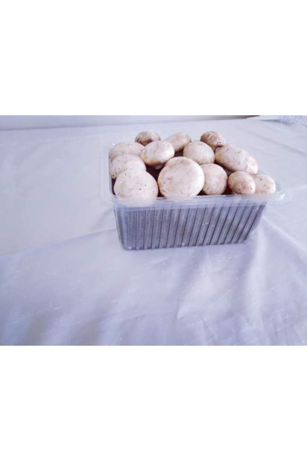 Kültür Mantarı Ekili Kutu Ve Eğitim Kılavuzu