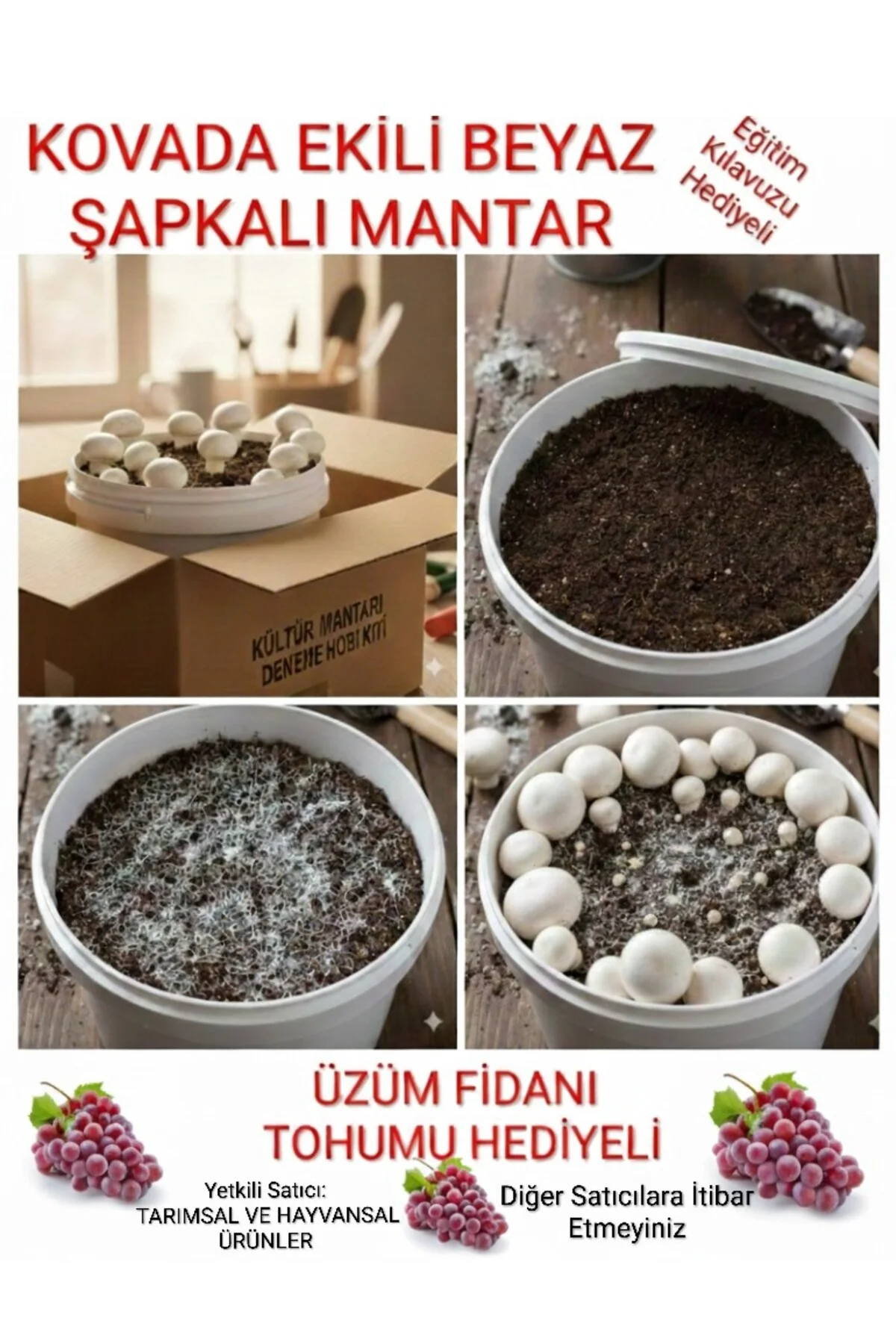 Kültür Mantarı Deneme Hobi Kiti + Hediye Üzüm Fidanı Tohumları