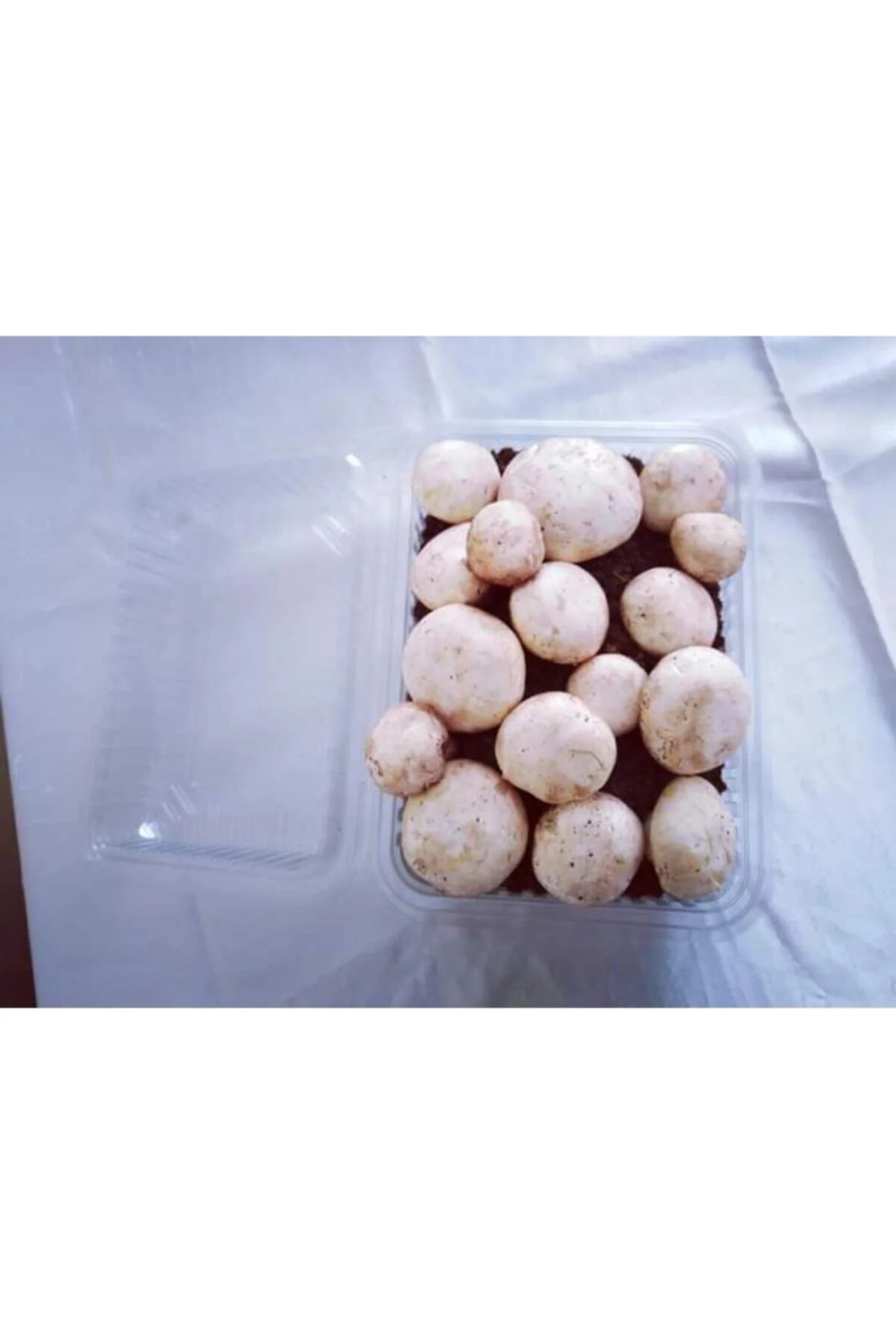 Kültür Mantarı Ekili Kutu Ve Eğitim Kılavuzu + Hediye Üzüm Fidanı Tohumları