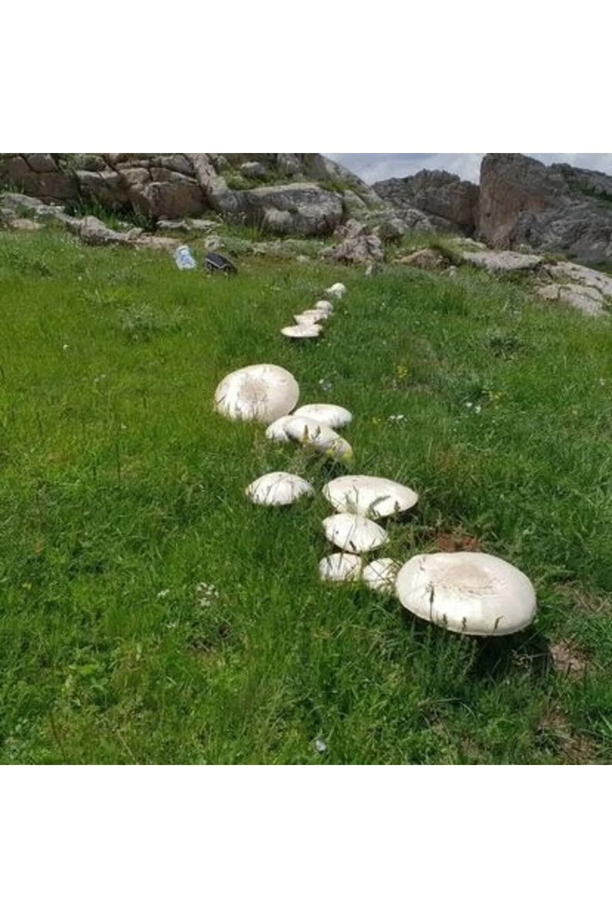 Kültür Mantarı Tohumu 3000 Adet + Eğitim Kılavuzu + Hediye Üzüm F