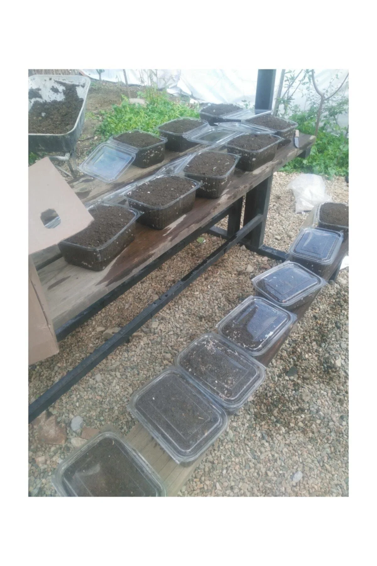 Kültür Mantarı Tohumu Ekili Deneme Hobi Kiti + Hediye Üzüm Fidanı Tohumları