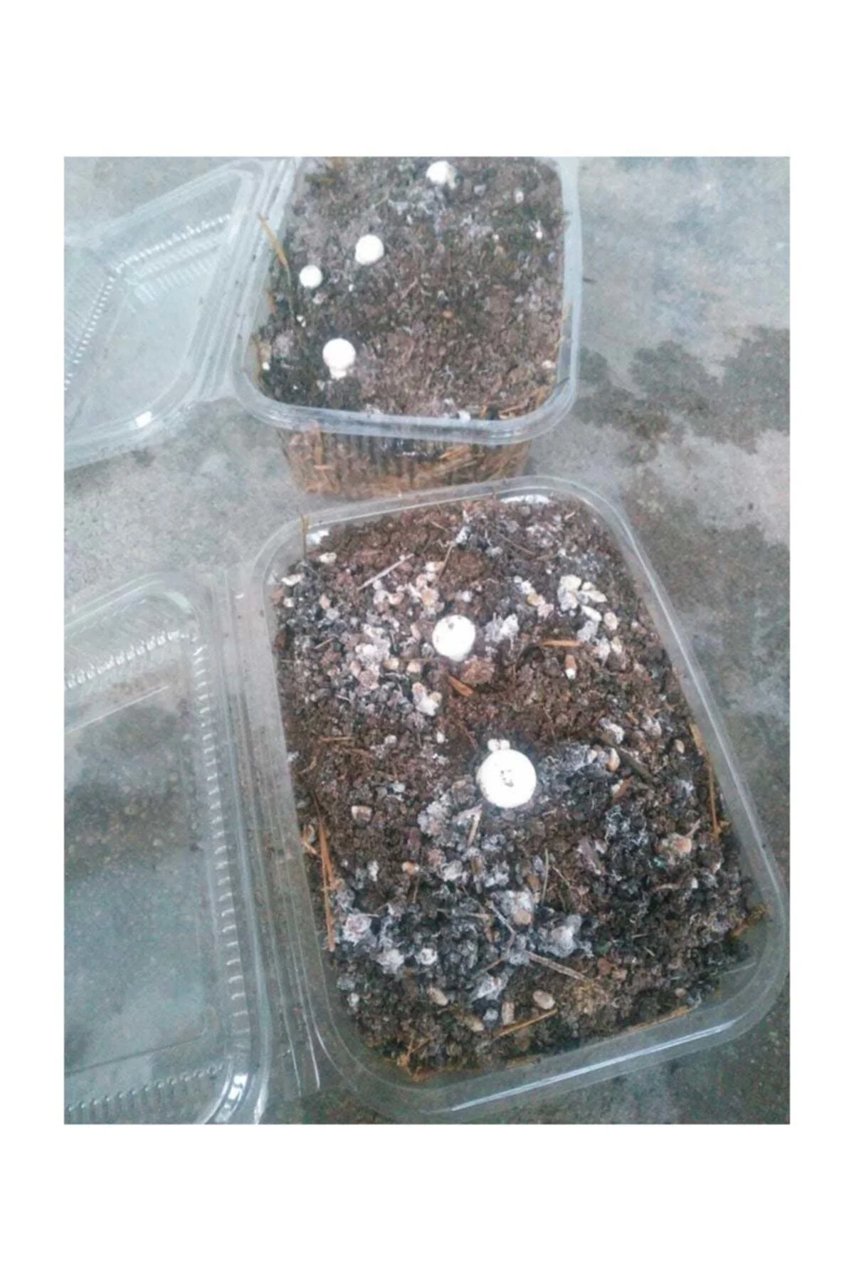 Kültür Mantarı Tohumu Ekili Deneme Hobi Kiti + Hediye Üzüm Fidanı Tohumları