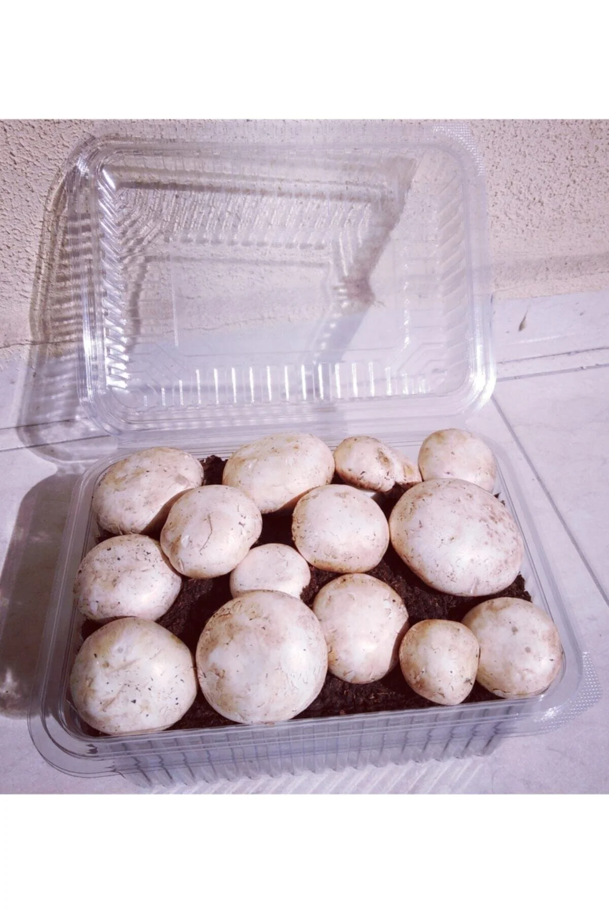 Kültür Mantarı Tohumu Ekili Kutu Ve Eğitim Kılavuzu + Hediye Üzüm Fidanı Tohumları Kültür Mantarı Tohumu Ekili Kutu Ve Eğitim Kılavuzu + Hediye Üzüm Fidanı Tohumları