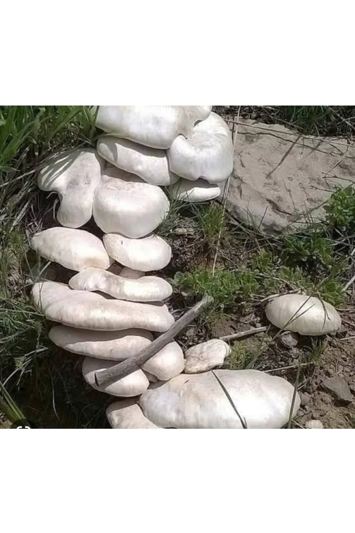 Kültür Mantarı Tohumu 3000 Adet + Eğitim Kılavuzu + Hediye Üzüm F