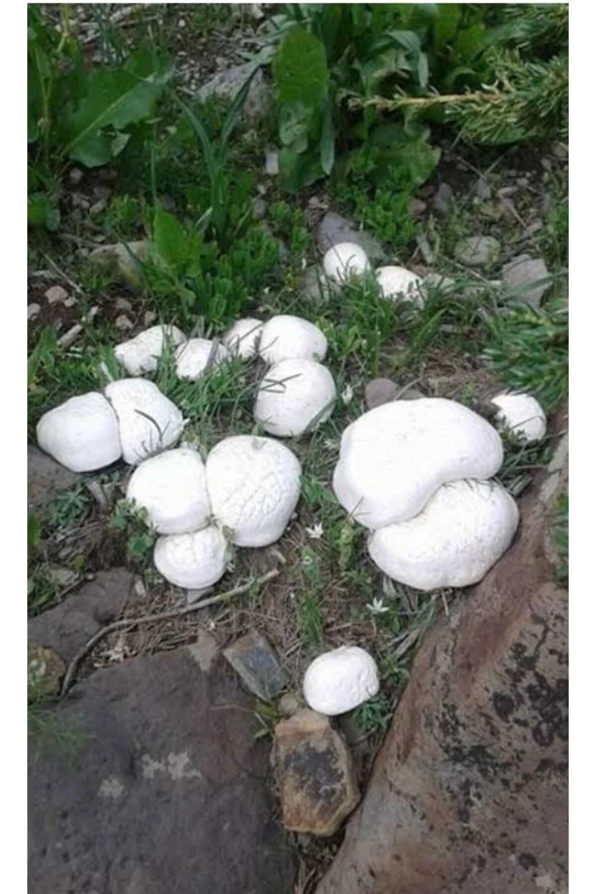 Kültür Mantarı Tohumu 3000 Adet + Eğitim Kılavuzu + Hediye Üzüm F