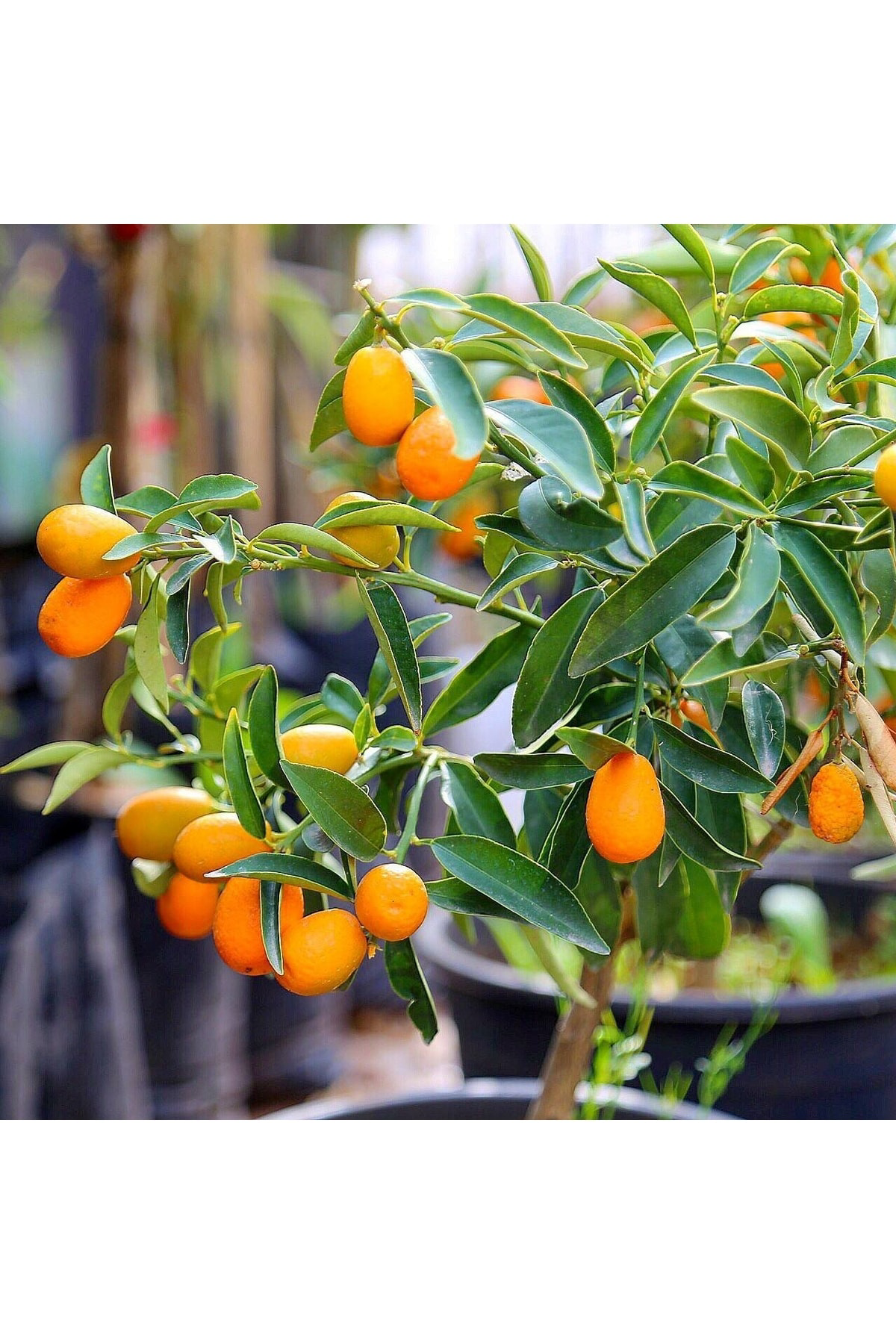 Akdeniz Fidancilik Kumkuat (Kumkat) Süs Portakali Fidani Meyveli 2 Yaşinda