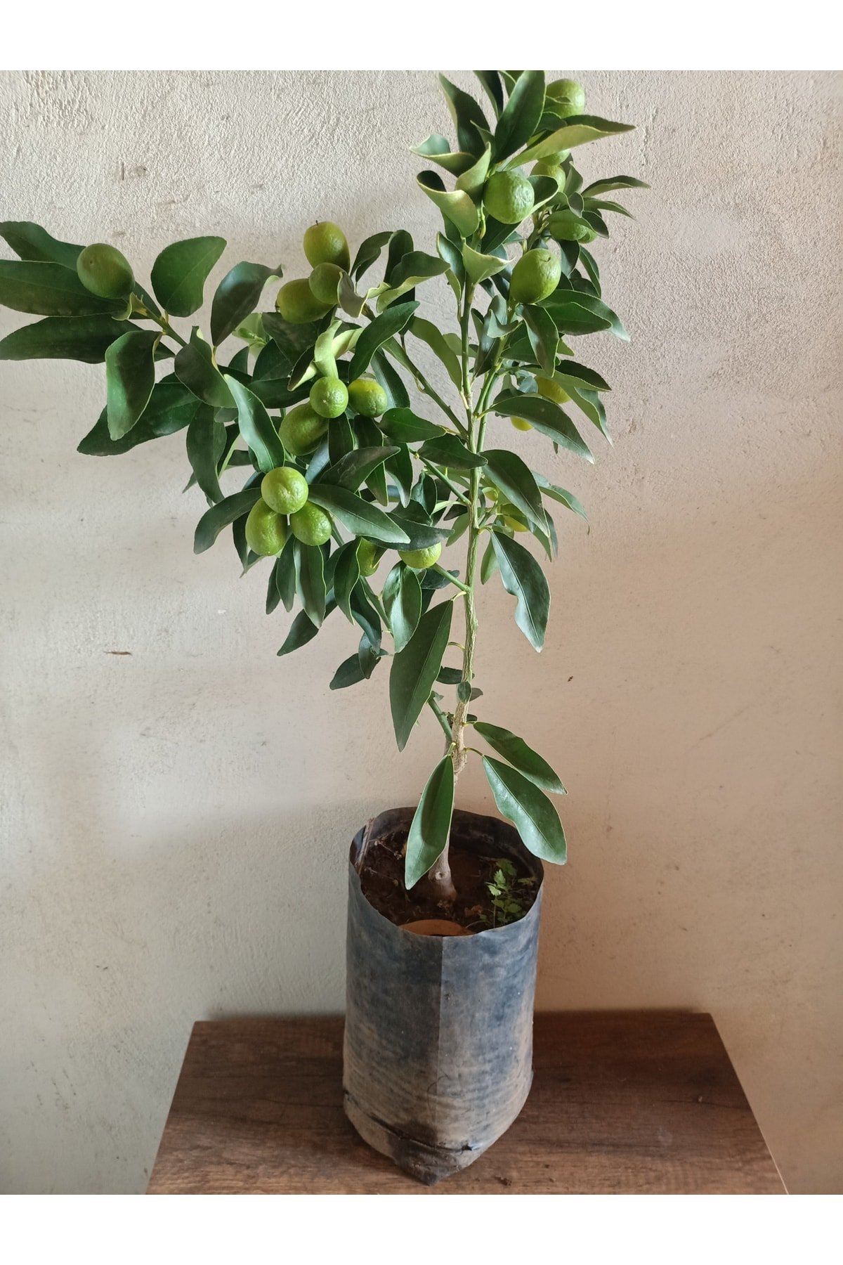 Akdeniz Fidancilik Kumkuat (Kumkat) Süs Portakali Fidani Meyveli 2 Yaşinda